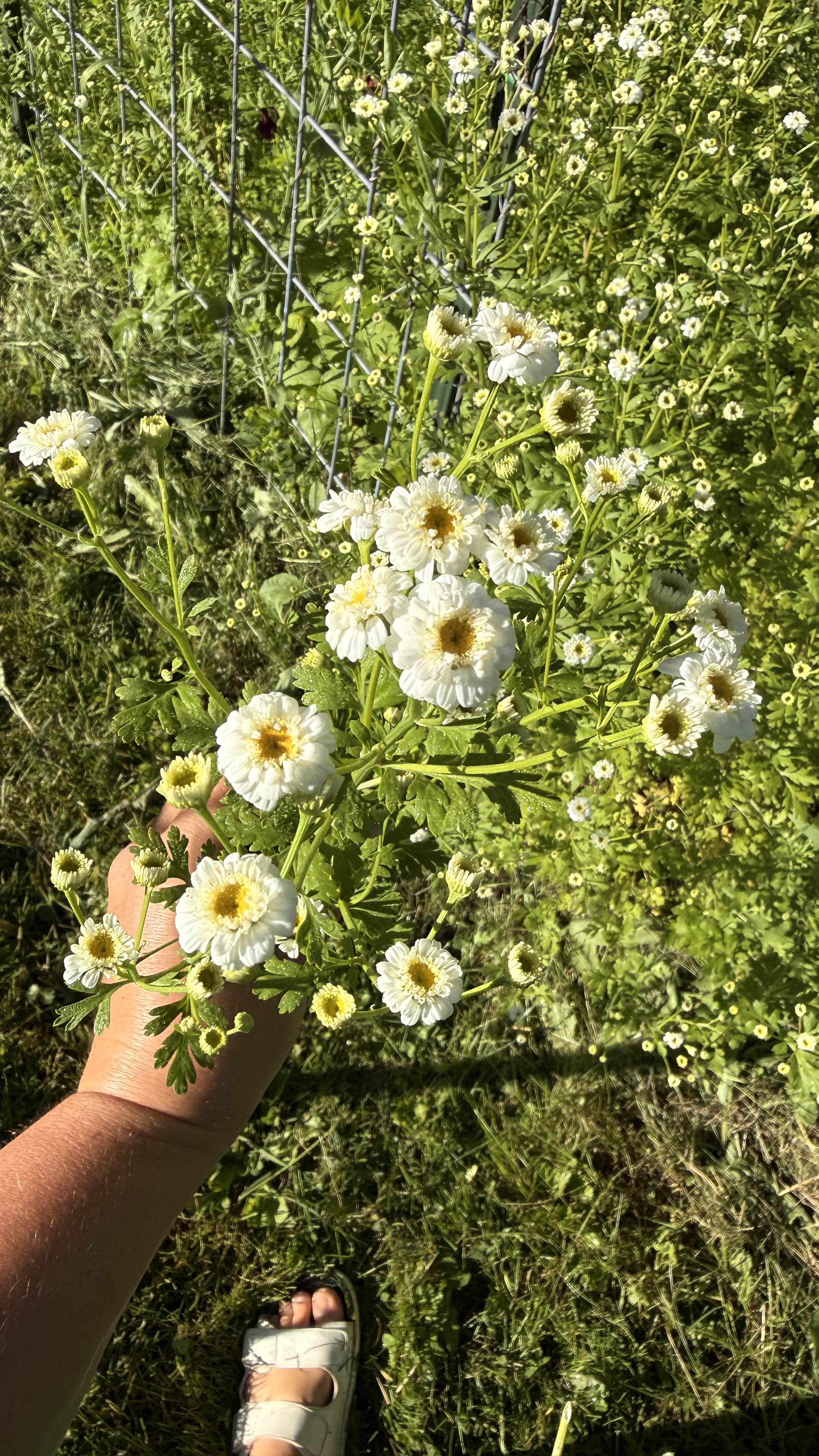 TANACETUM parthenium