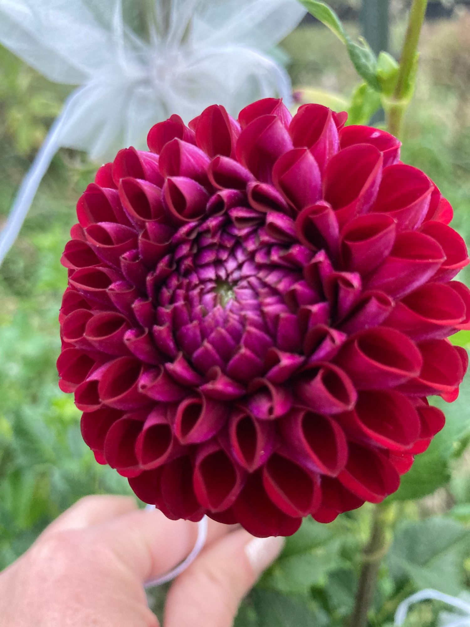 DAHLIA Ivanetti