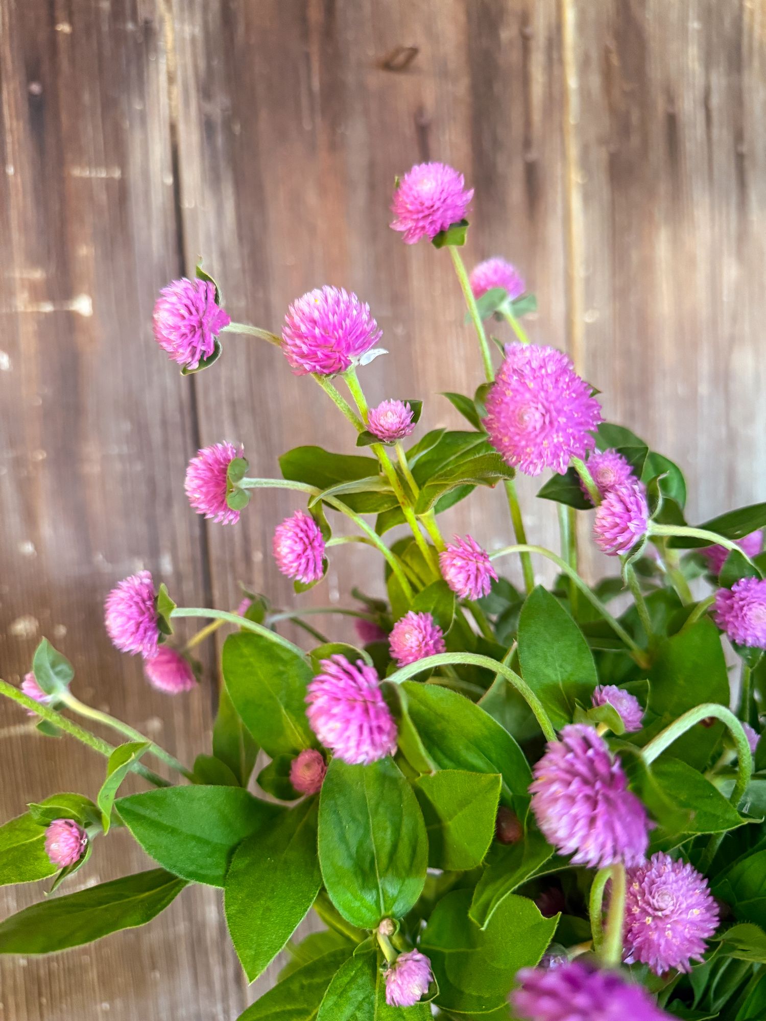 GOMPHRENA globosa Audray