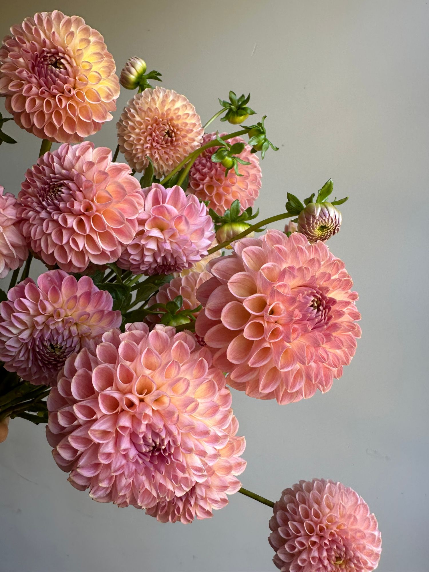 DAHLIA Clearview Peachy
