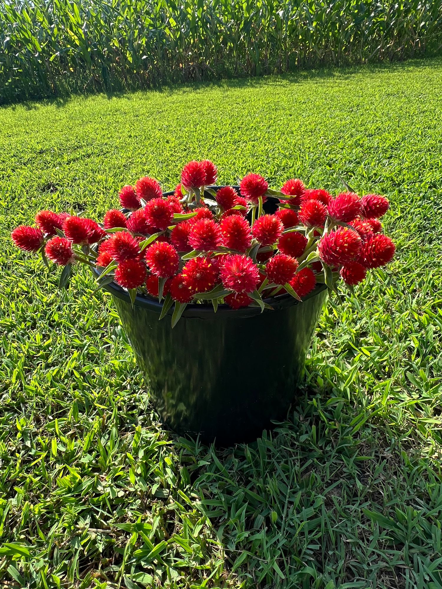 GOMPHRENA haageana QIS Carmine