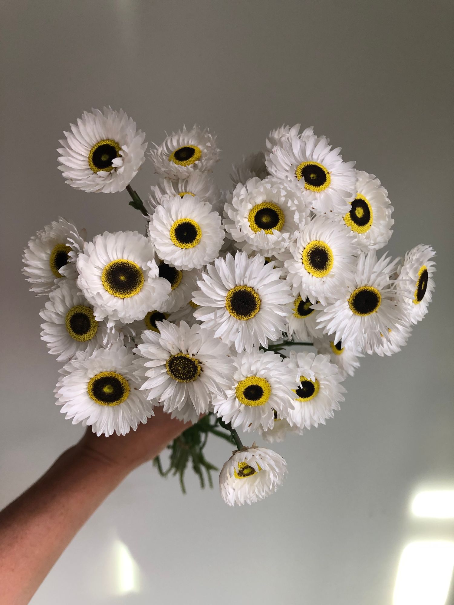 RHODANTHE chlorocephala Pierrot