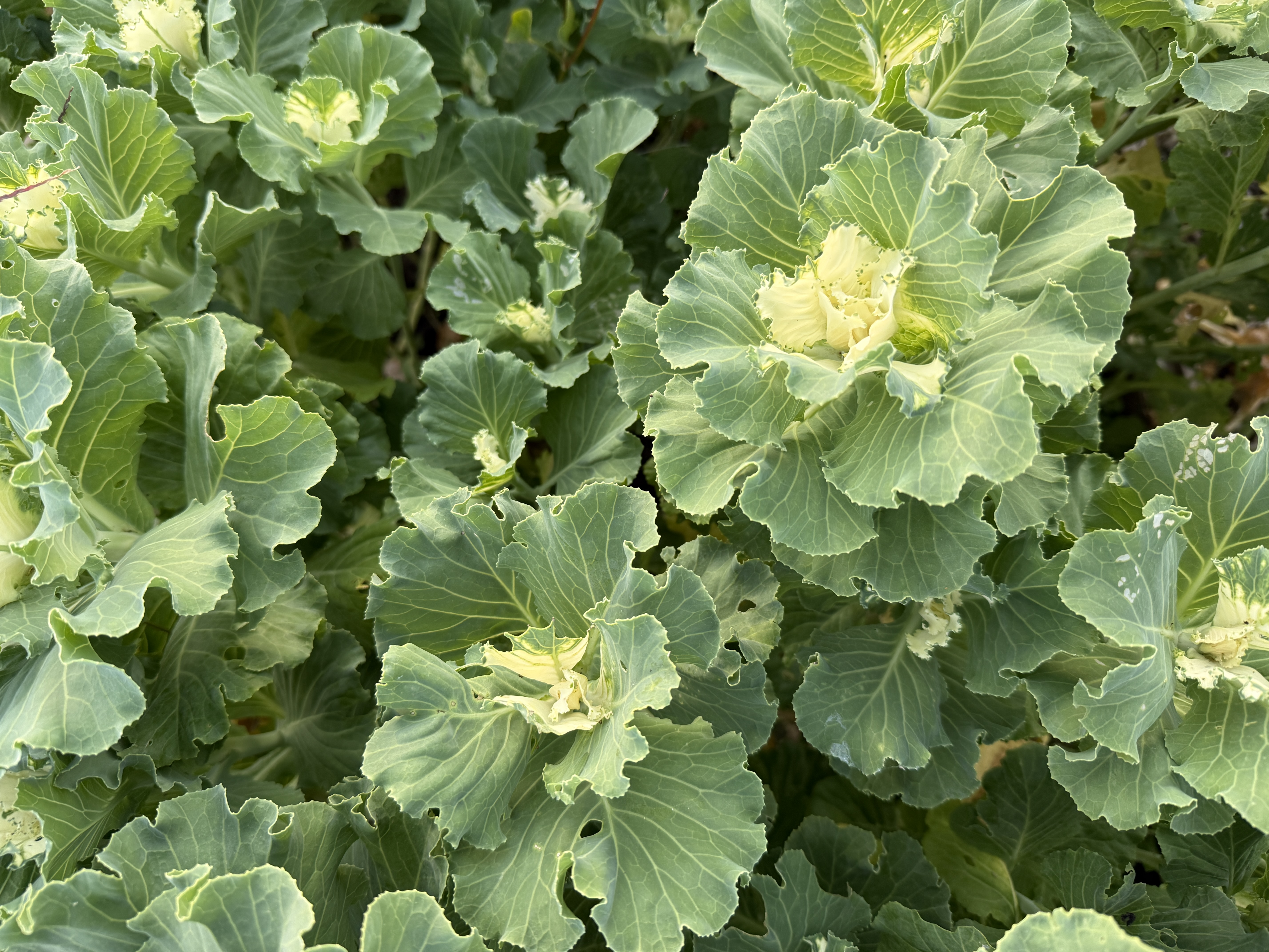 BRASSICA oleracea Crane Red