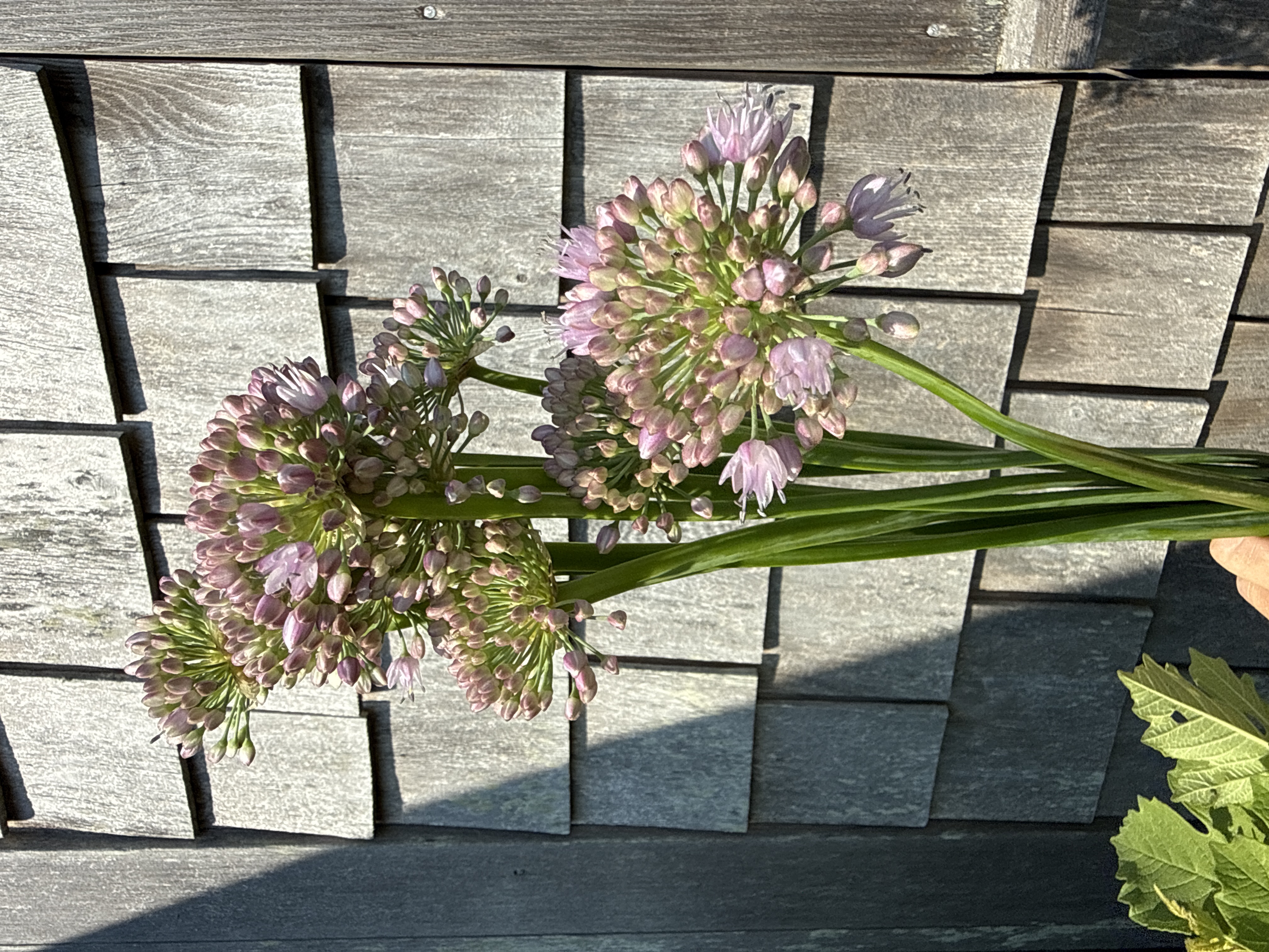 ALLIUM