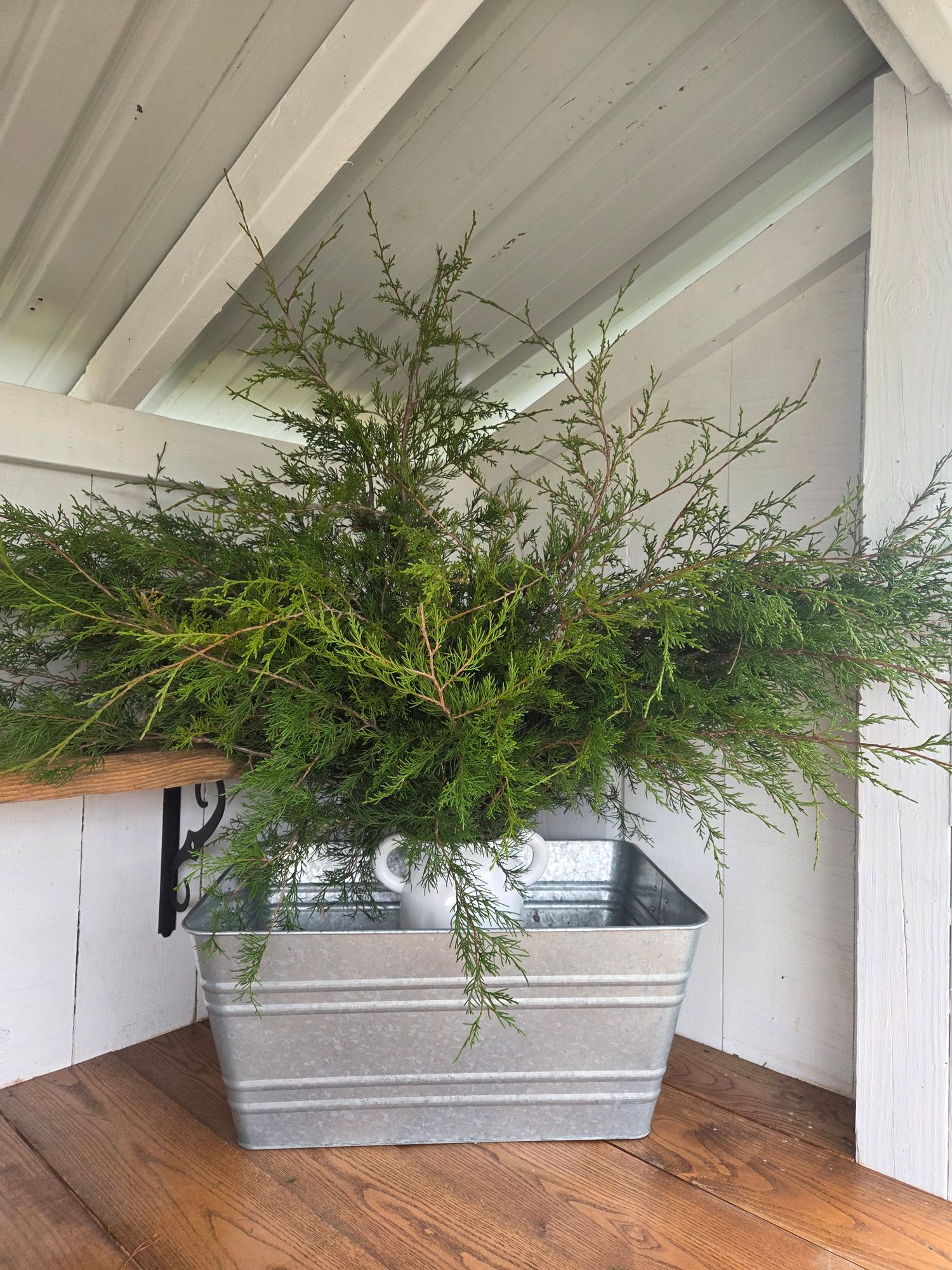 JUNIPERUS virginiana