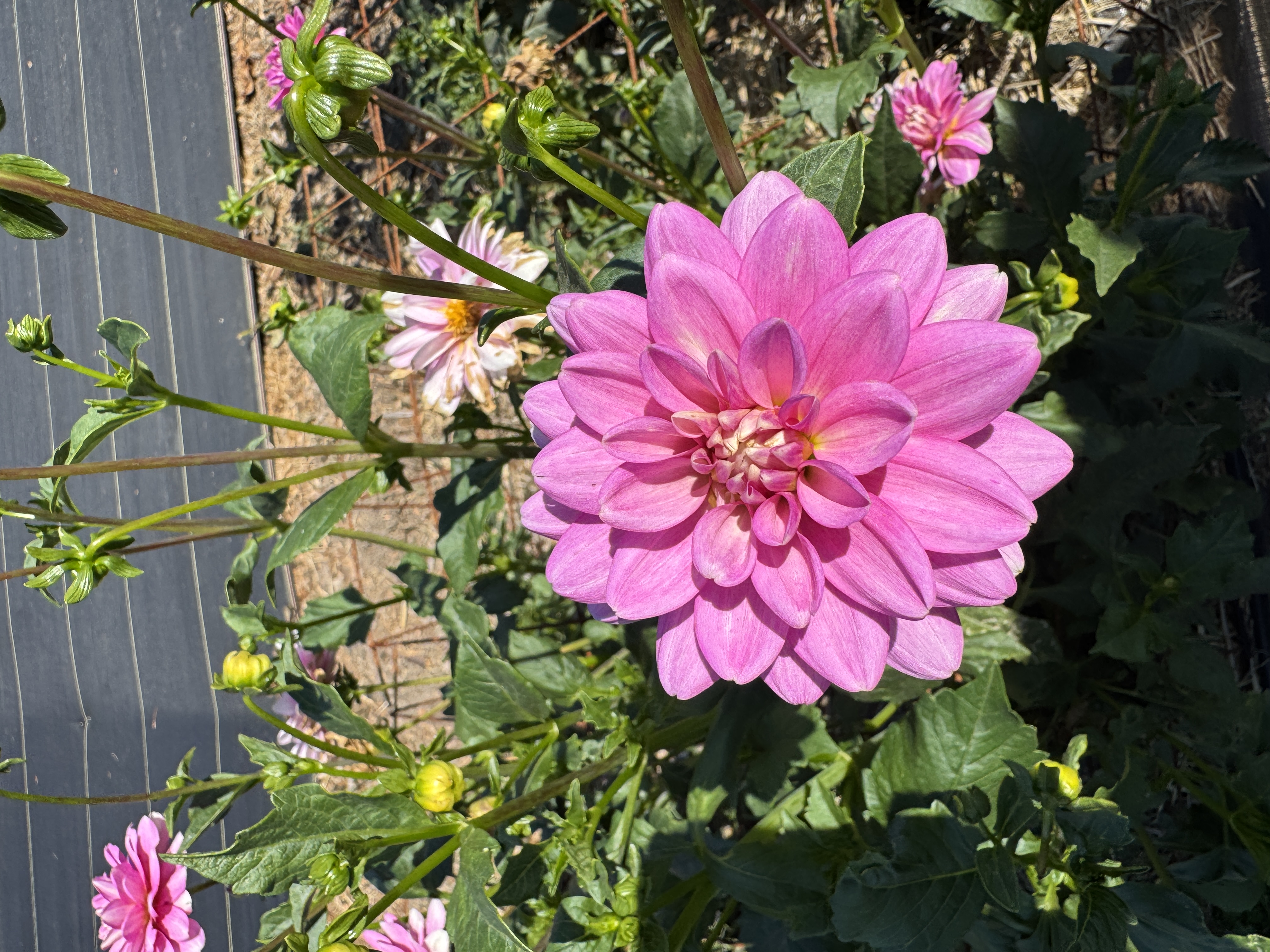 DAHLIA Cutie Patootie