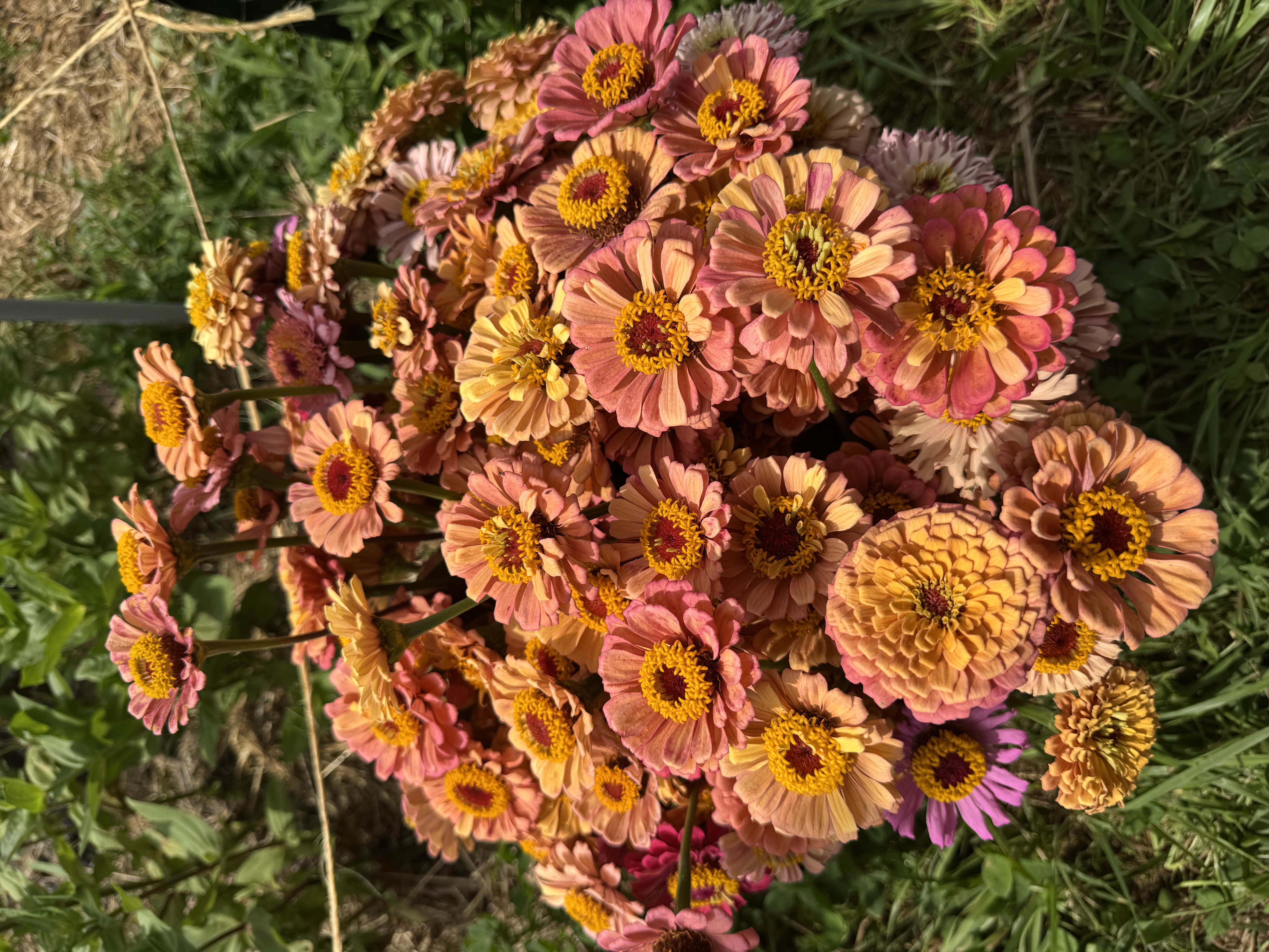ZINNIA
