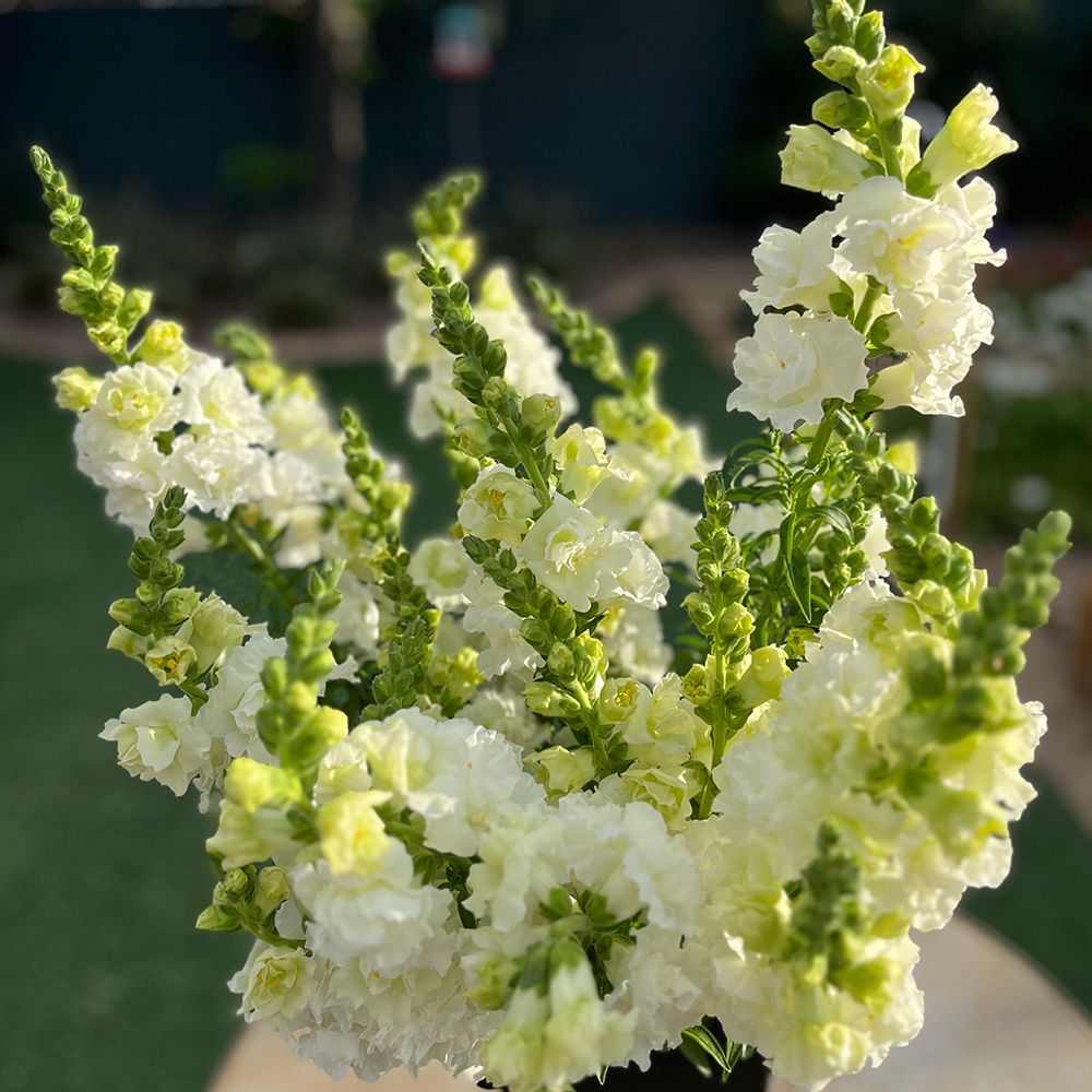 ANTIRRHINUM majus