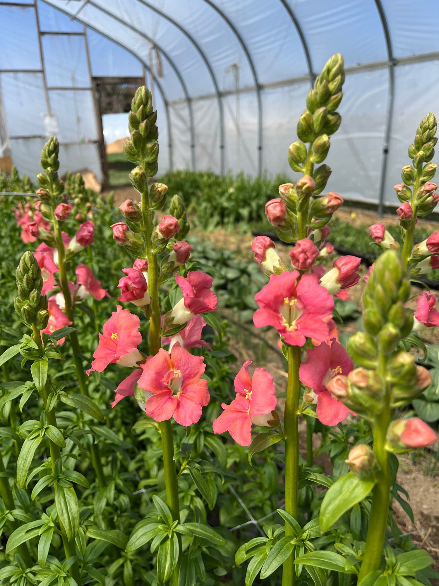 ANTIRRHINUM majus Chantilly Bronze