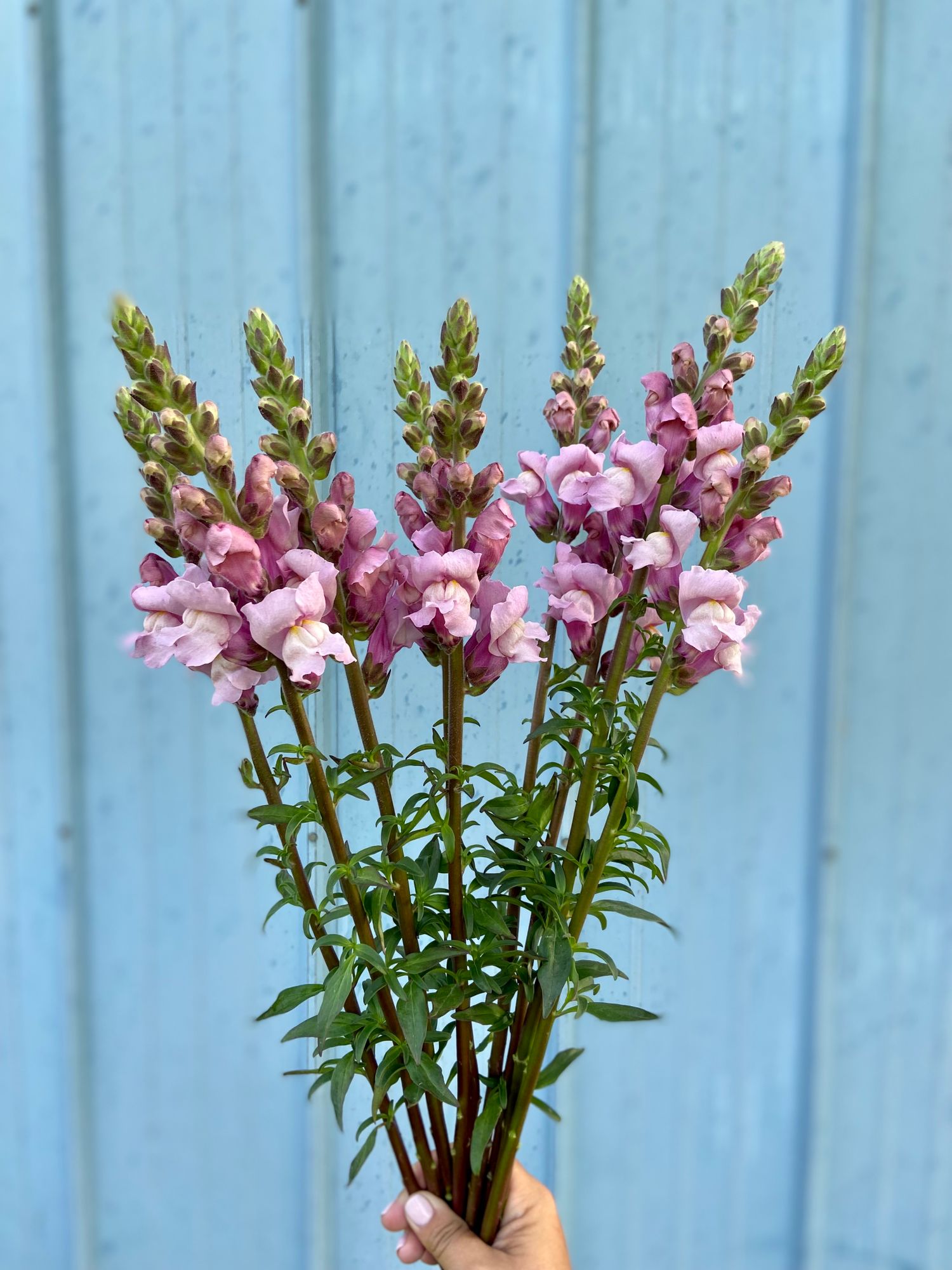 ANTIRRHINUM majus Potomac Lavender