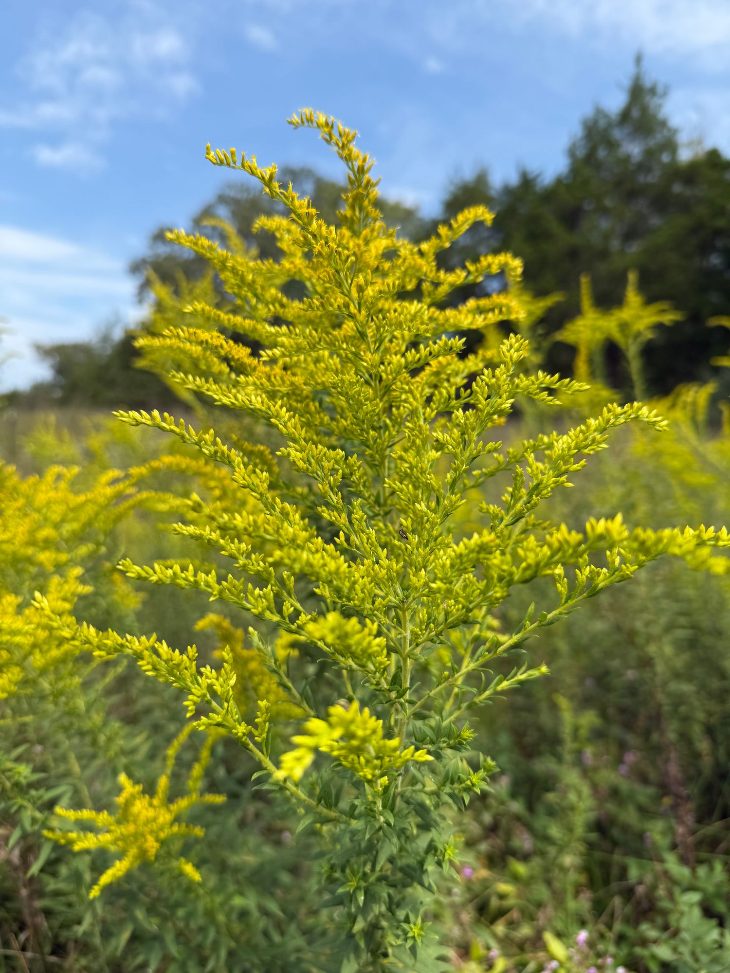 SOLIDAGO