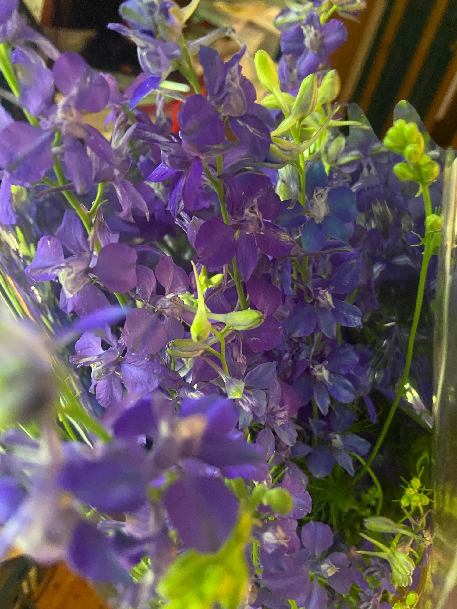 DELPHINIUM