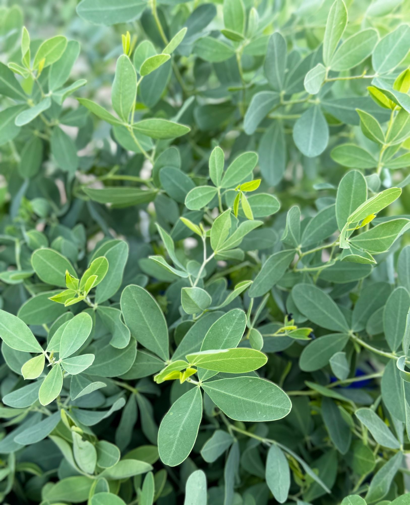 BAPTISIA australis