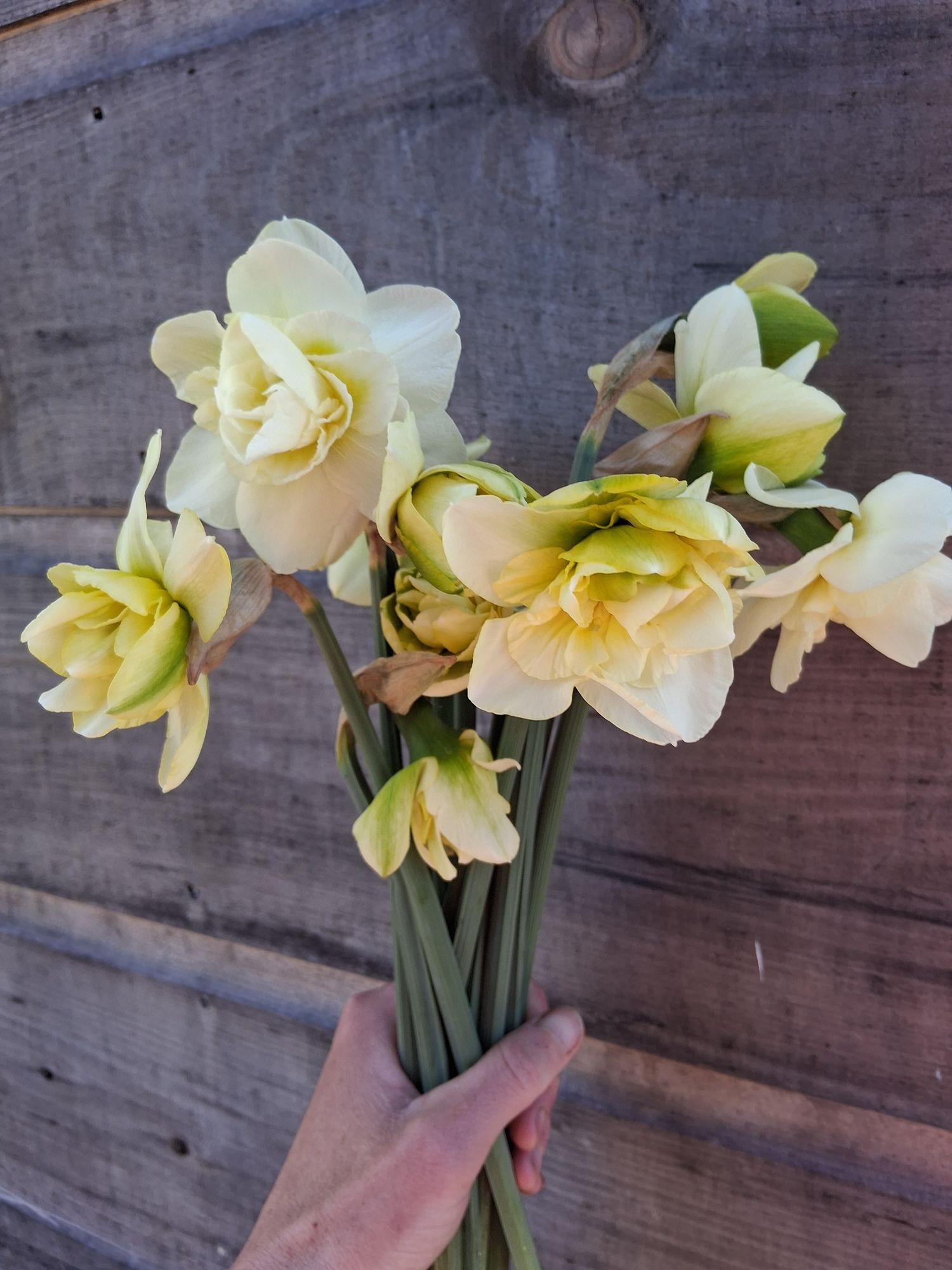 NARCISSUS Obdam