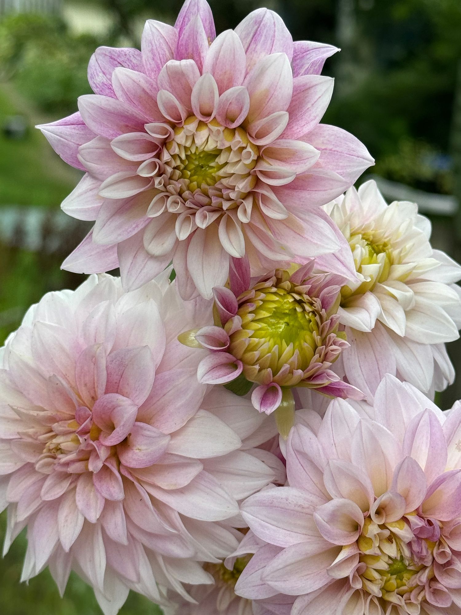 DAHLIA KA Mocha Jake