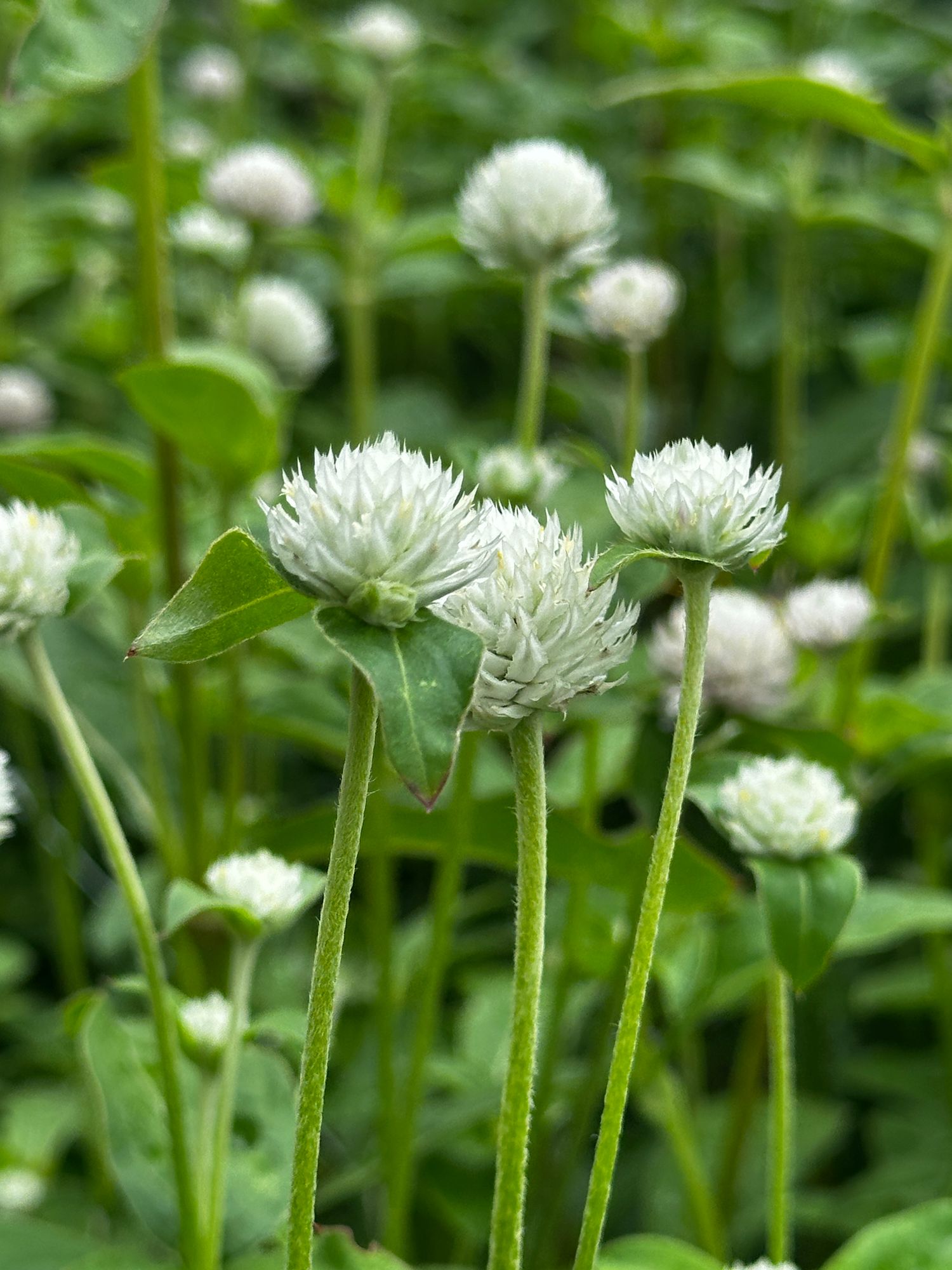 GOMPHRENA globosa