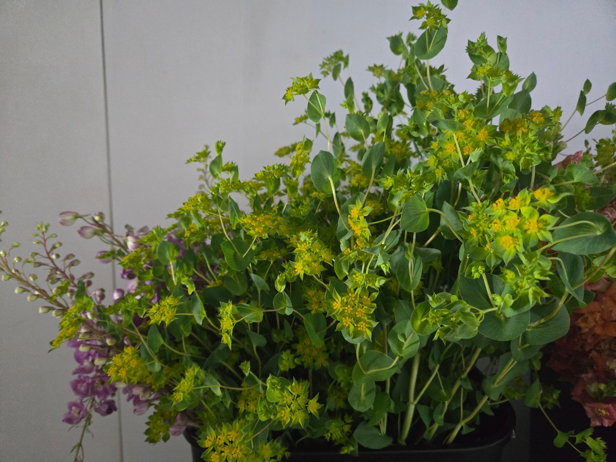 BUPLEURUM griffithii Green Gold