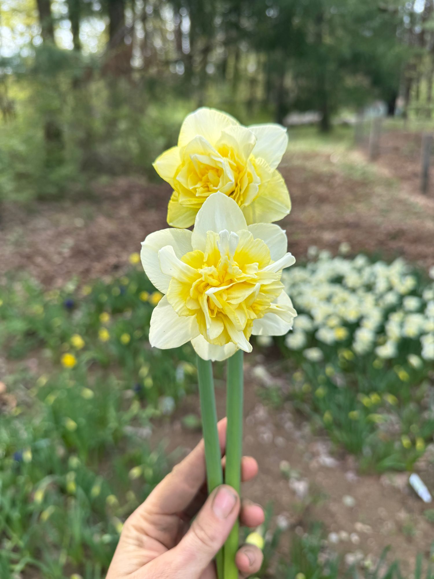 NARCISSUS Obdam