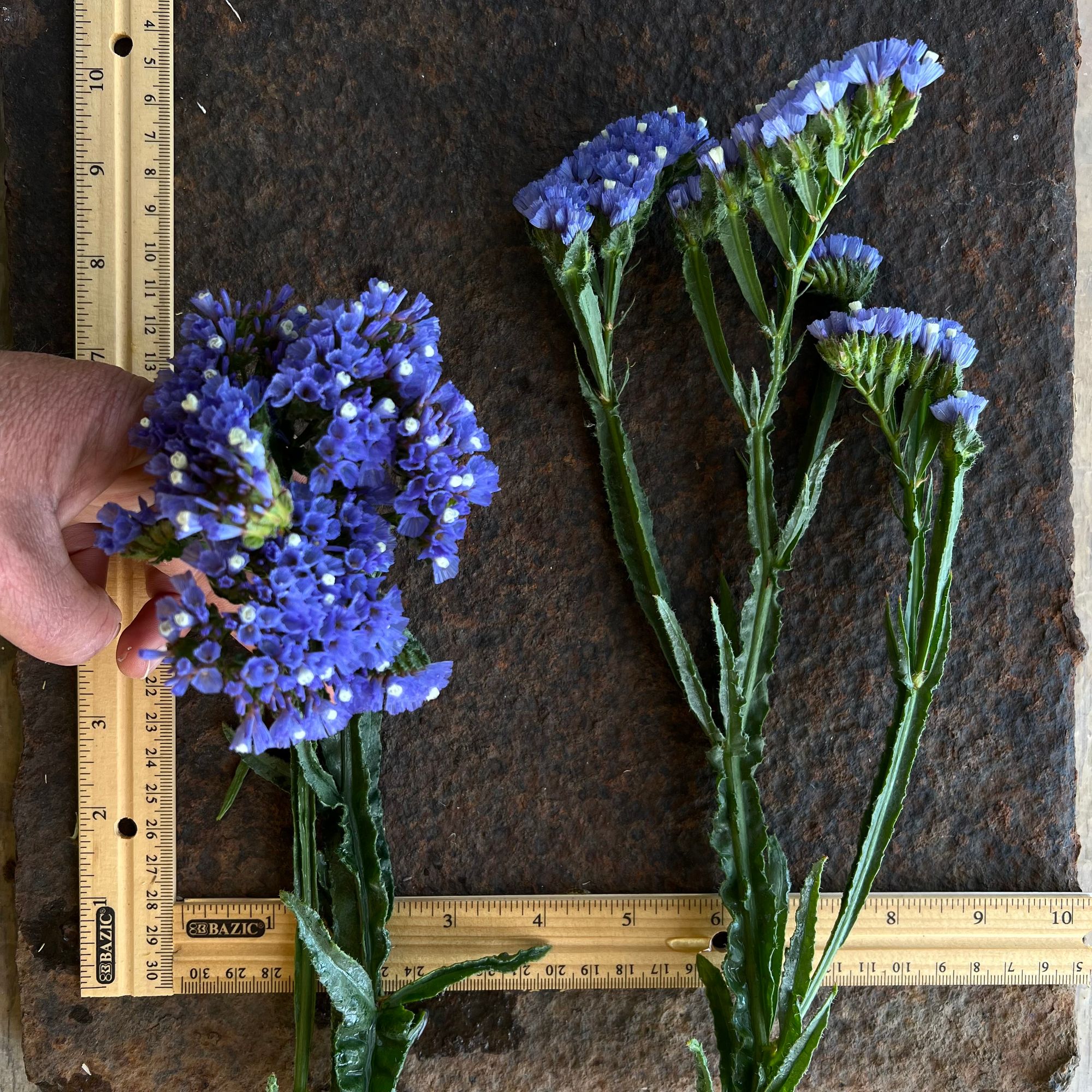 LIMONIUM sinuatum