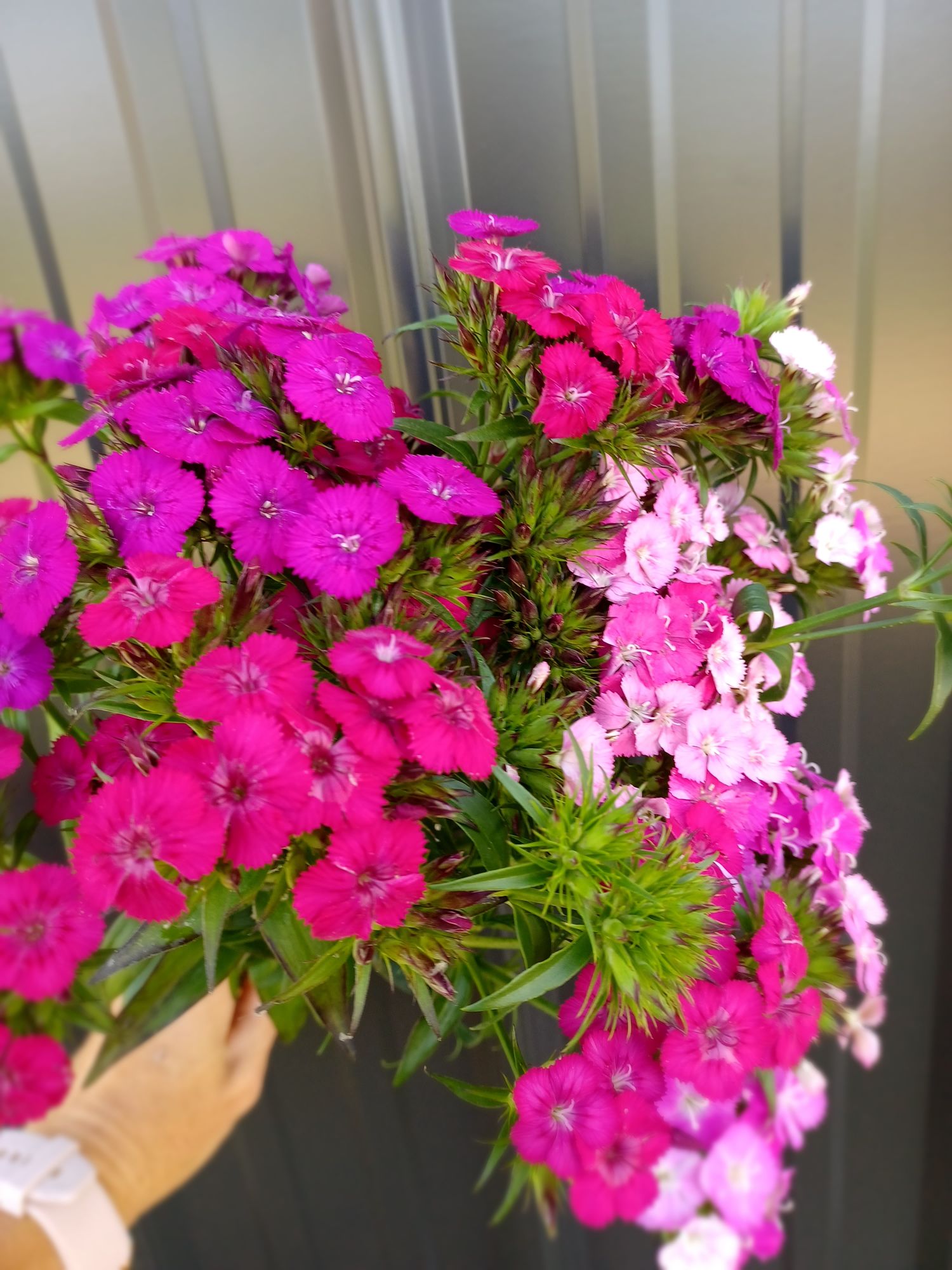 DIANTHUS