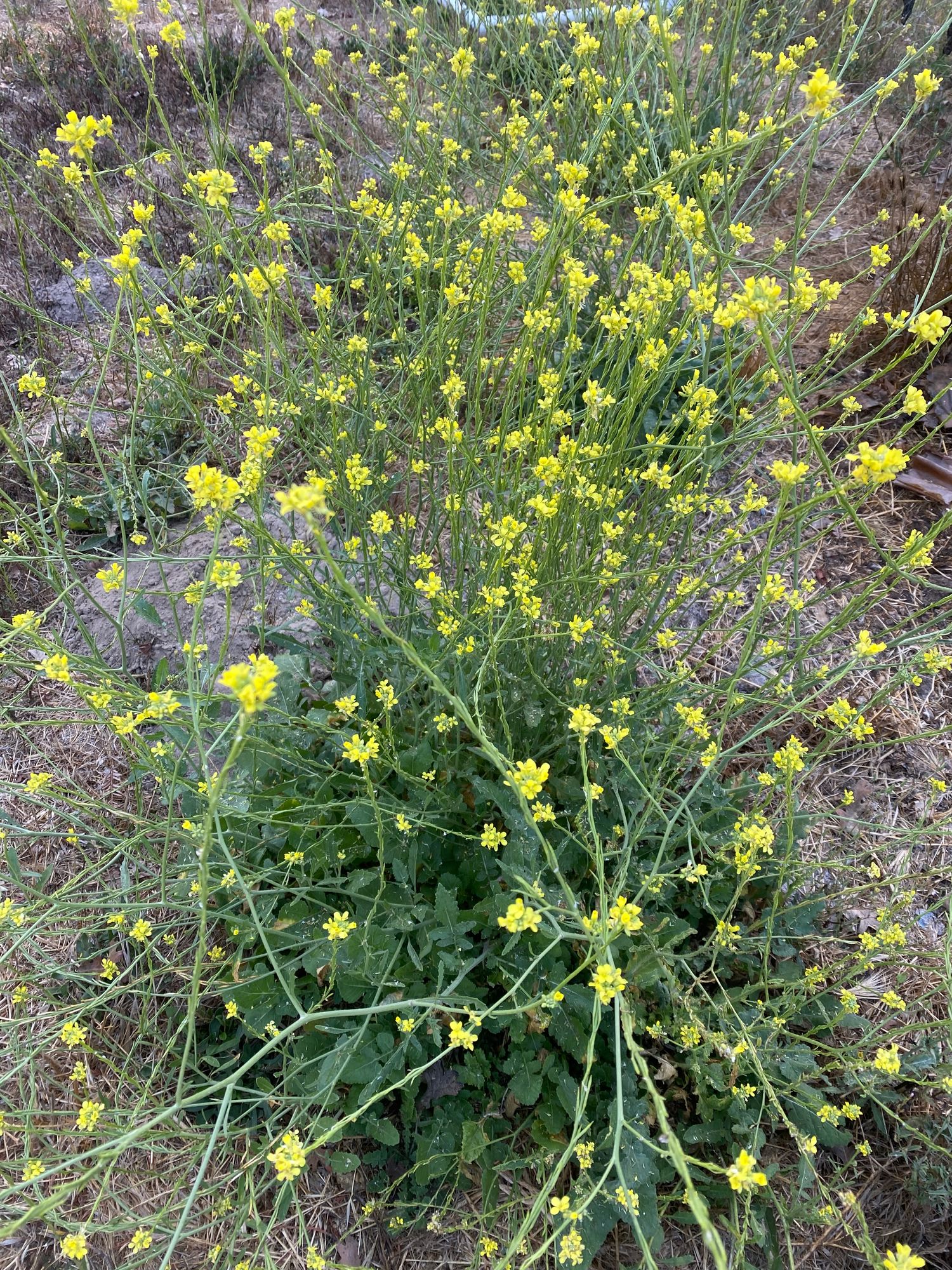 BRASSICA juncea