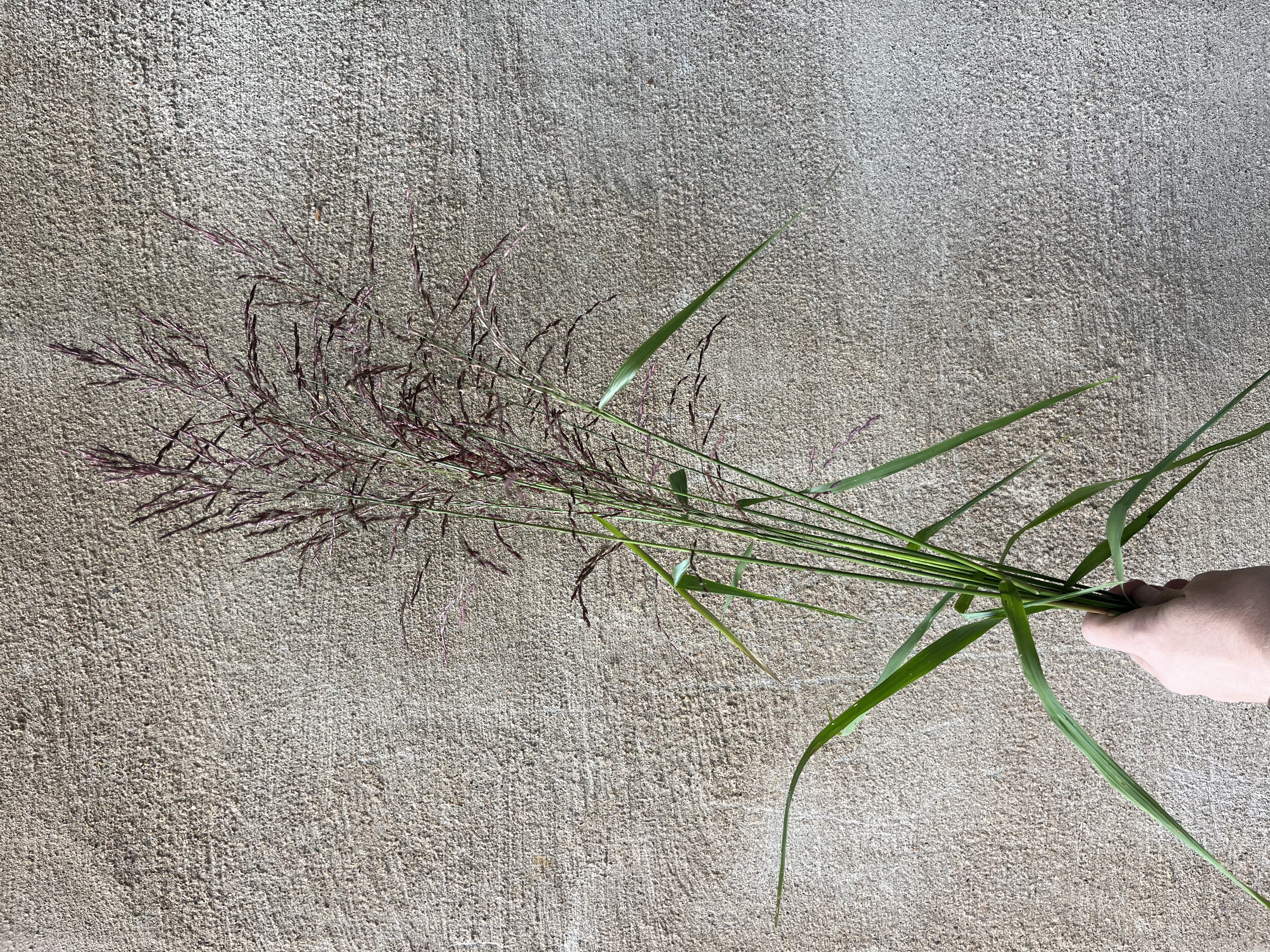 TRIDENS flavus cupreus