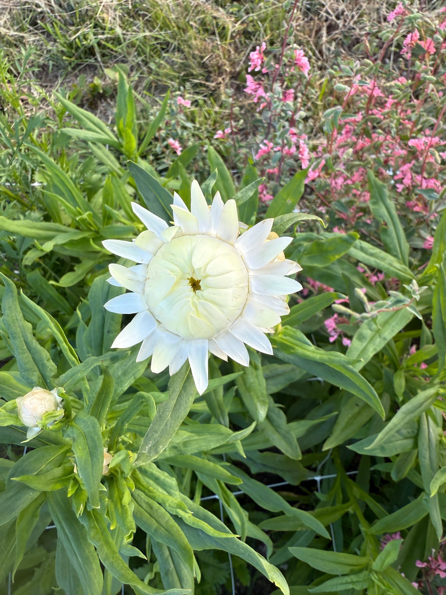 XEROCHRYSUM bracteatum Creamy White