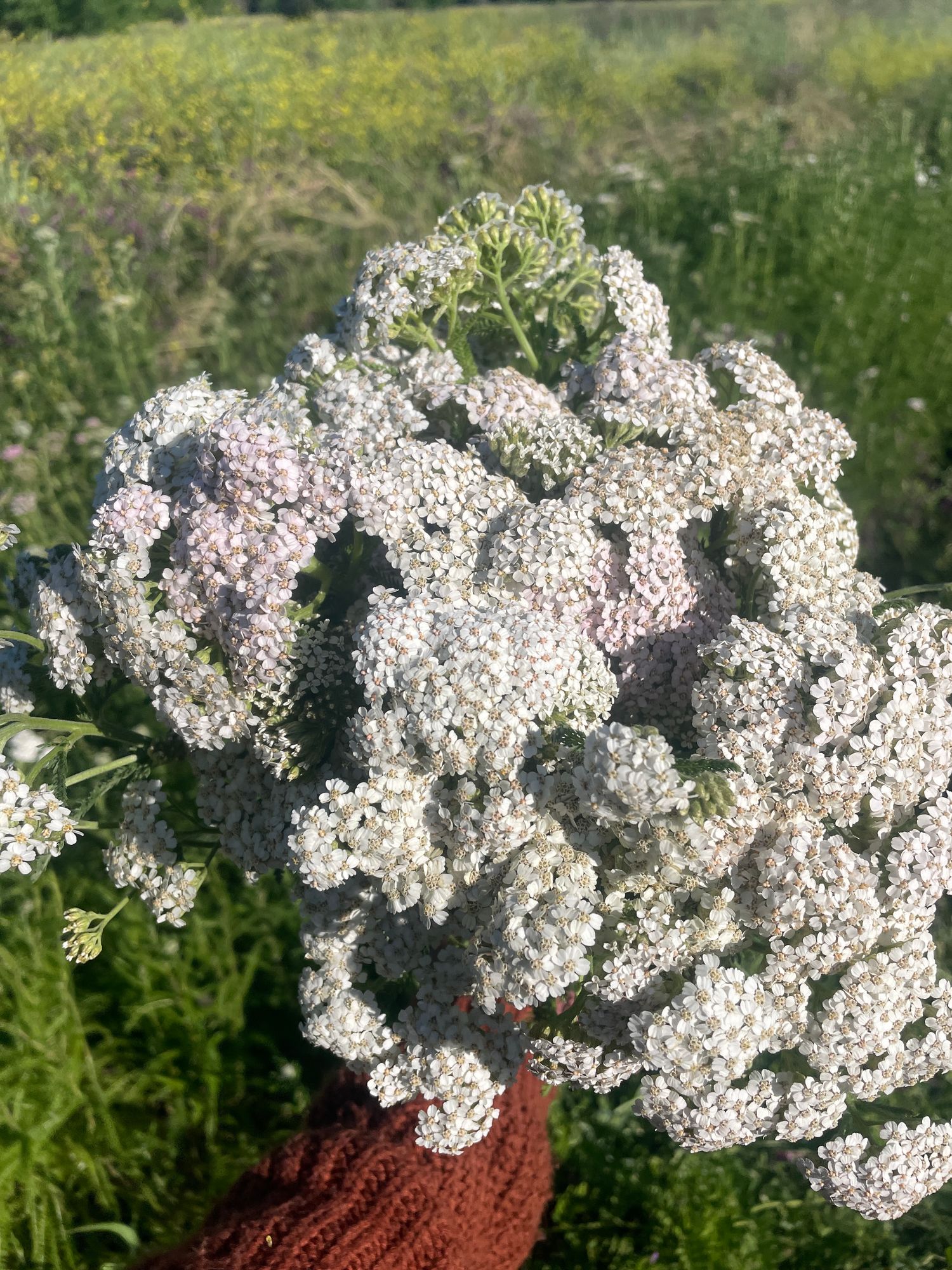 ACHILLEA millefolium