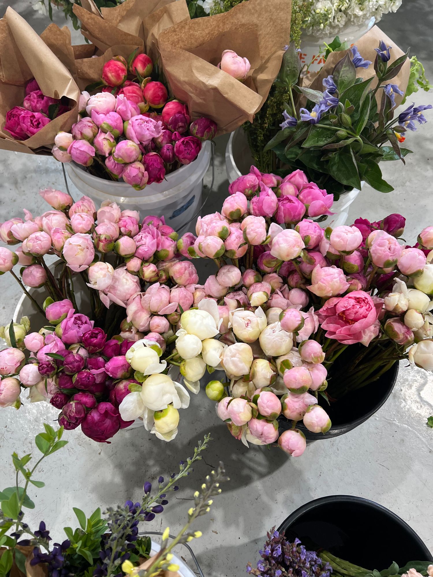 PAEONIA