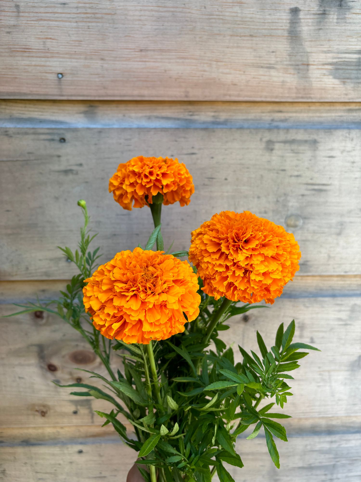 TAGETES erecta