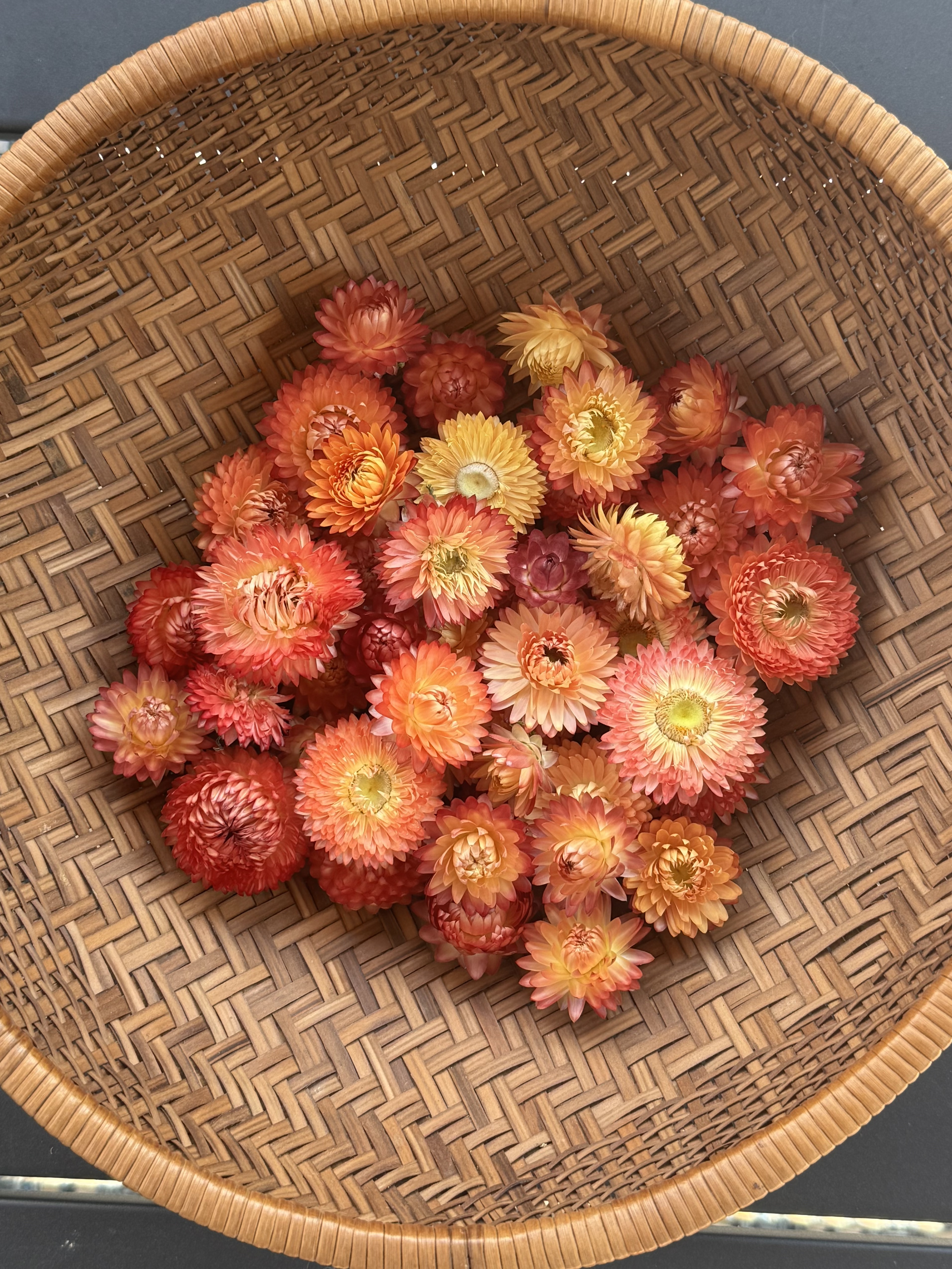 Dried Strawflower Heads- Apricot Mix #45