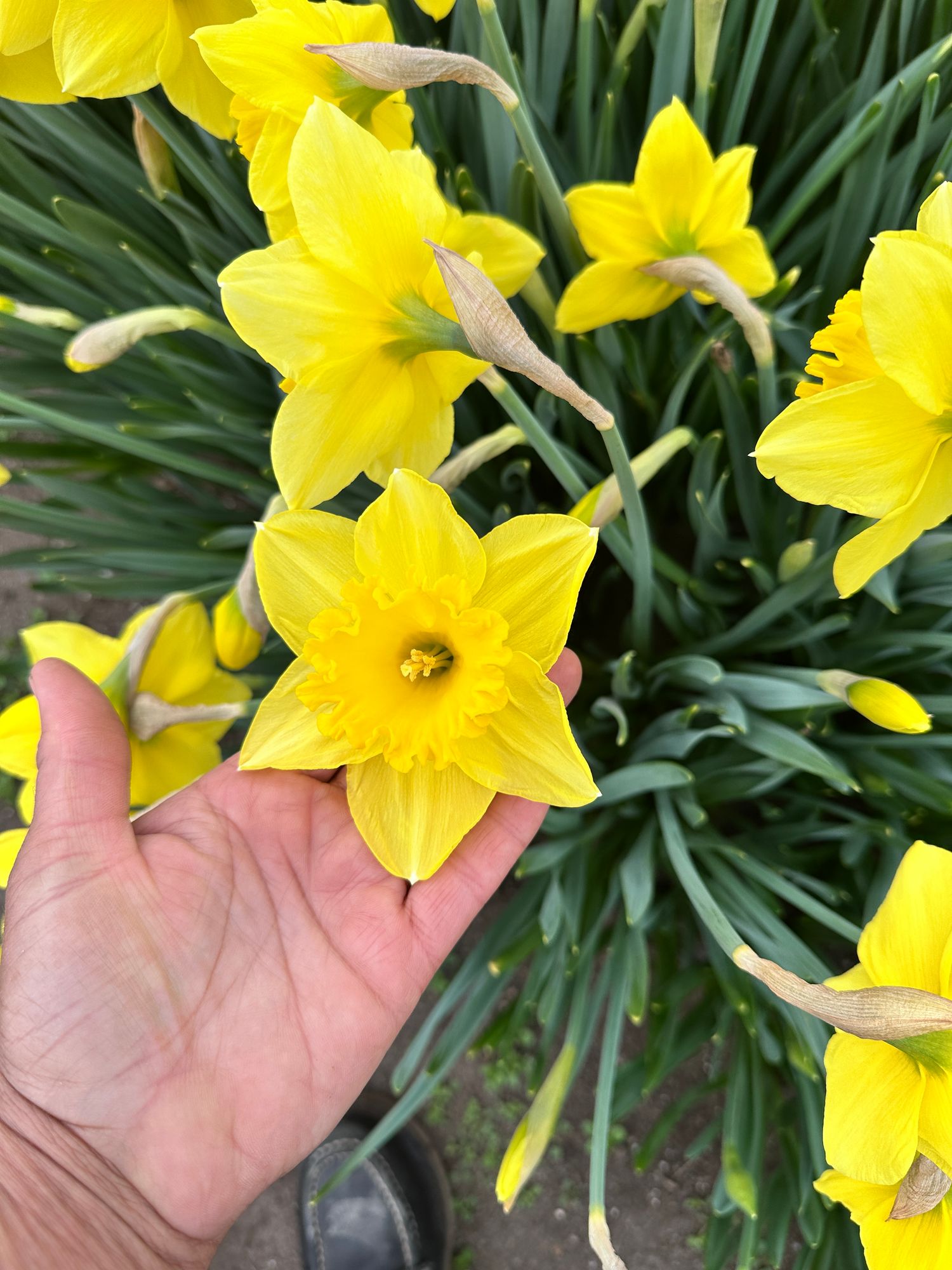 NARCISSUS Carlton