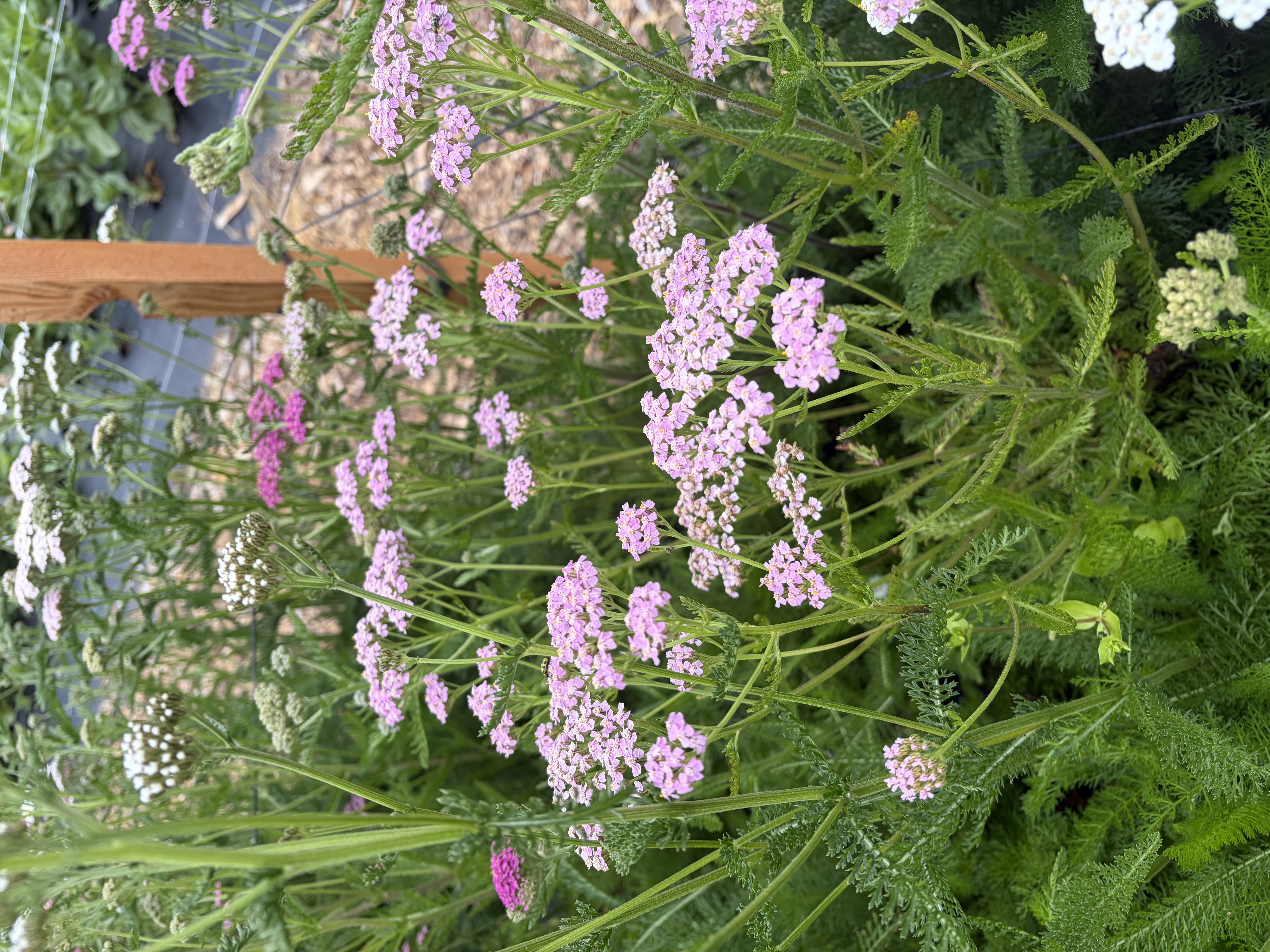 ACHILLEA millefolium