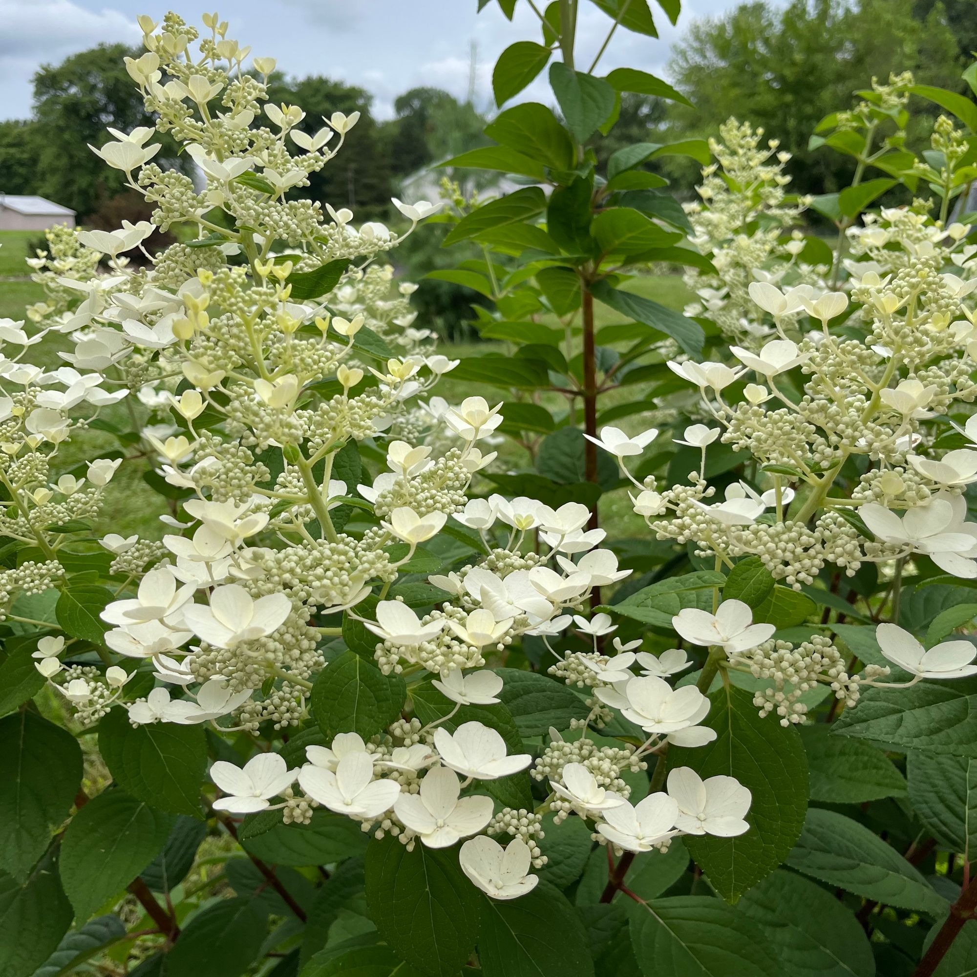 HYDRANGEA paniculata