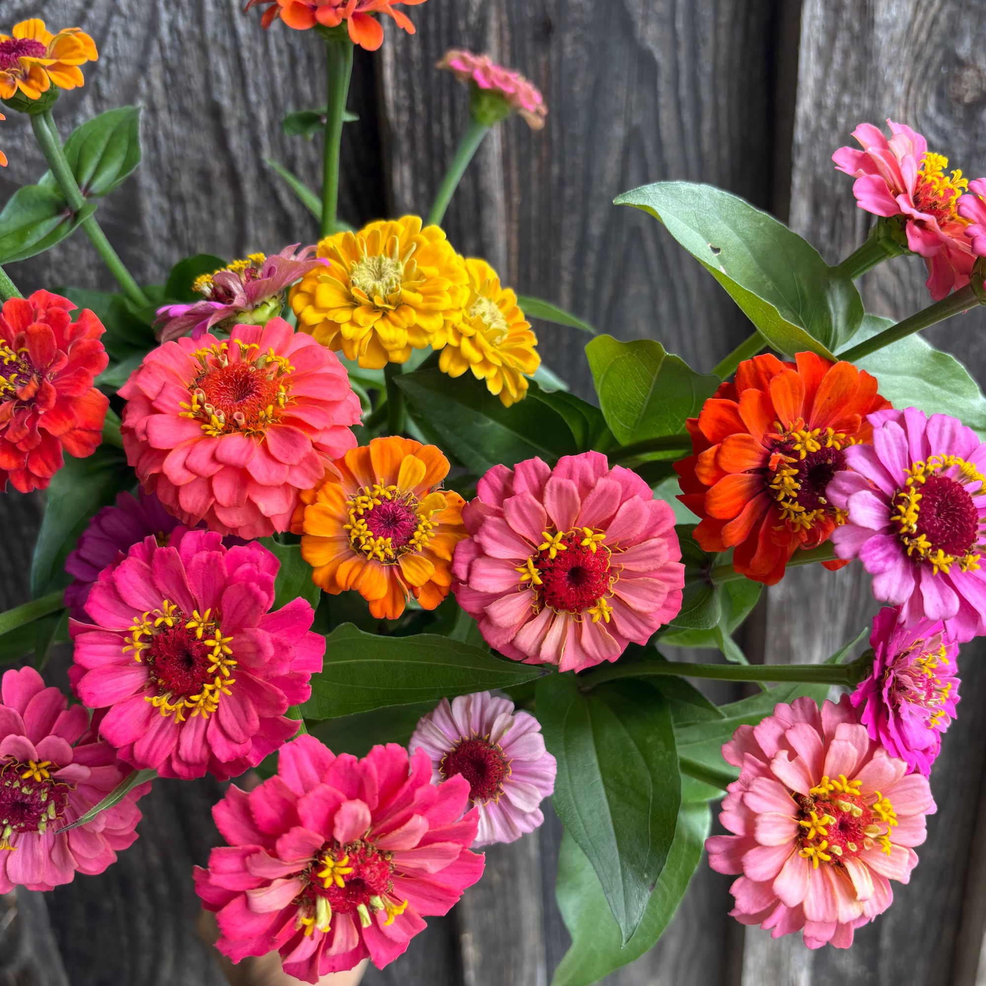 ZINNIA elegans Pumila