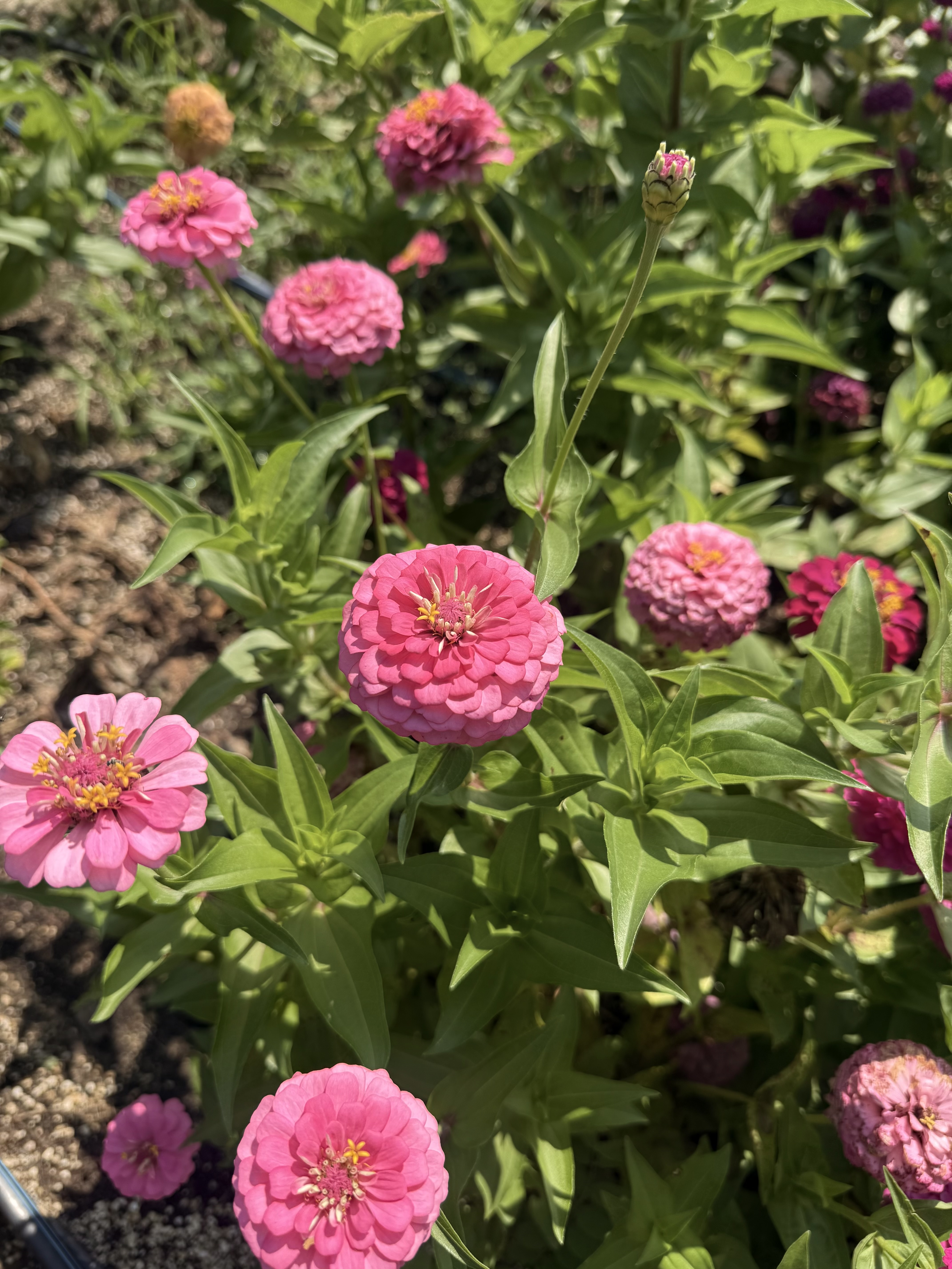 ZINNIA elegans Oklahoma Pink