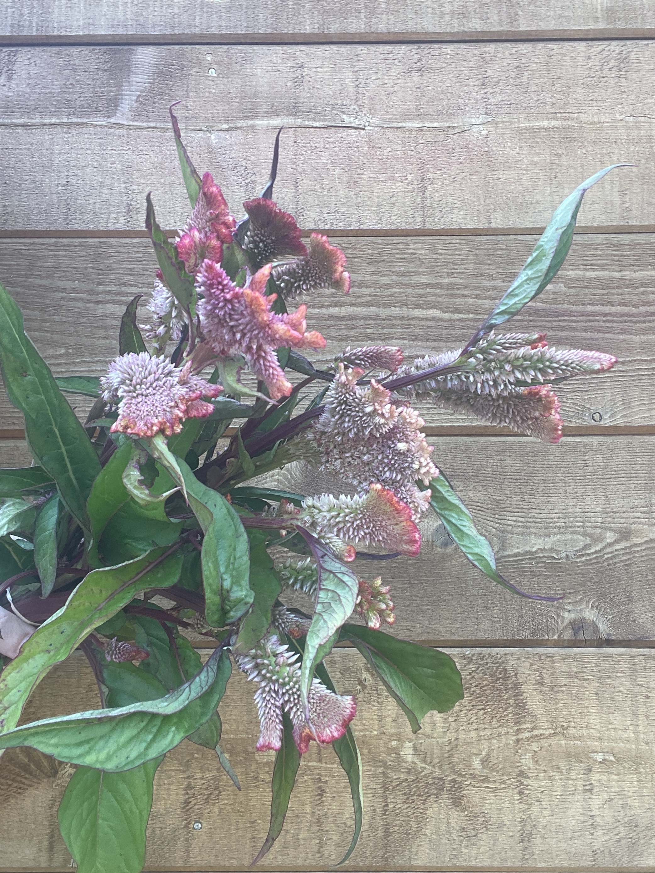 CELOSIA argentea cristata Dusty Rose