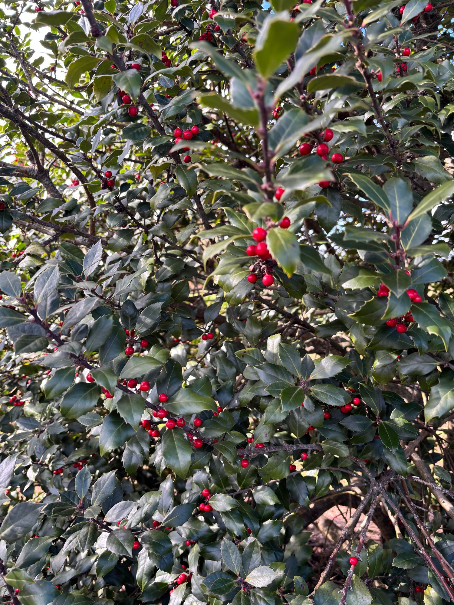 ILEX opaca