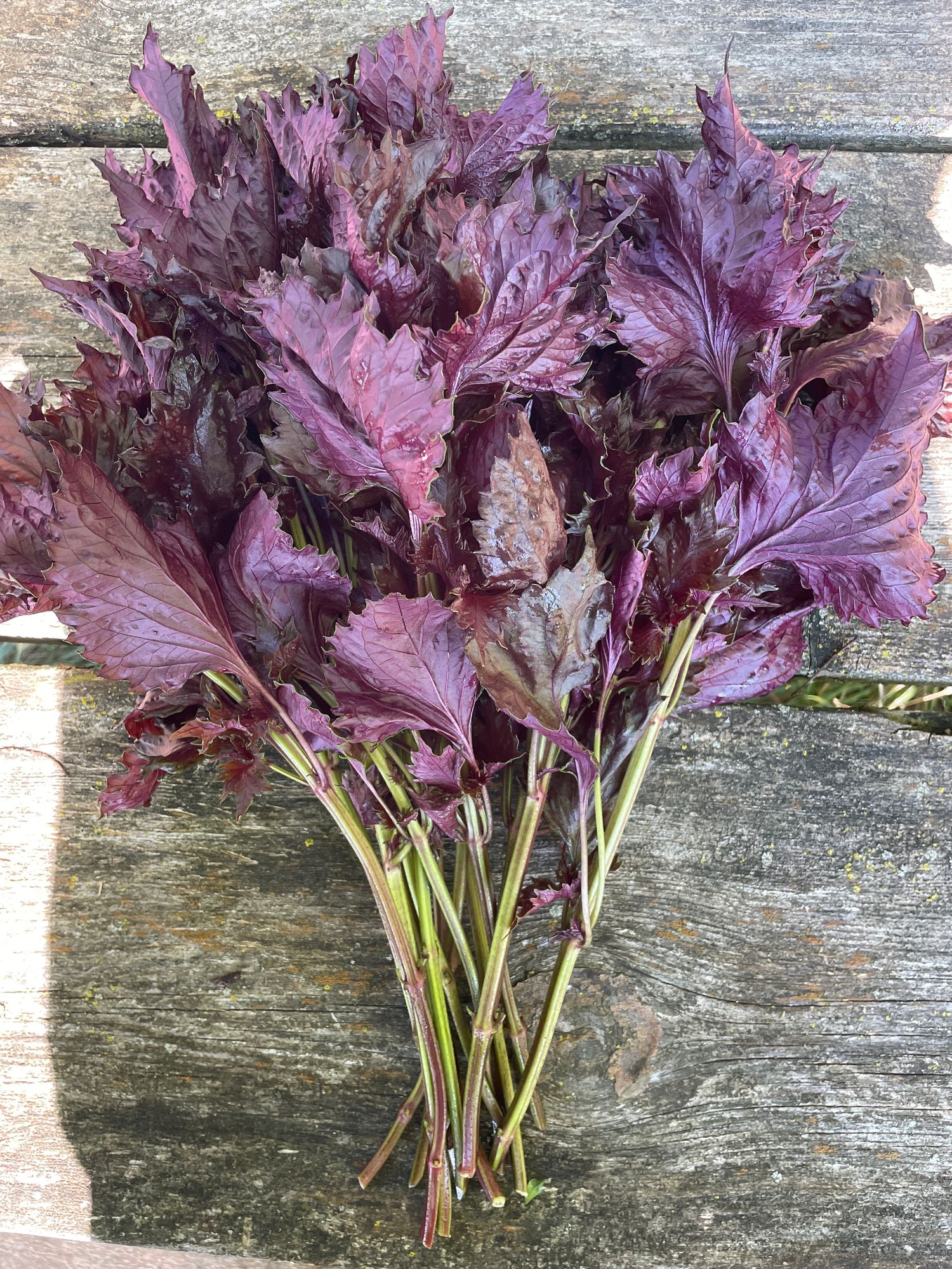 PERILLA frutescens