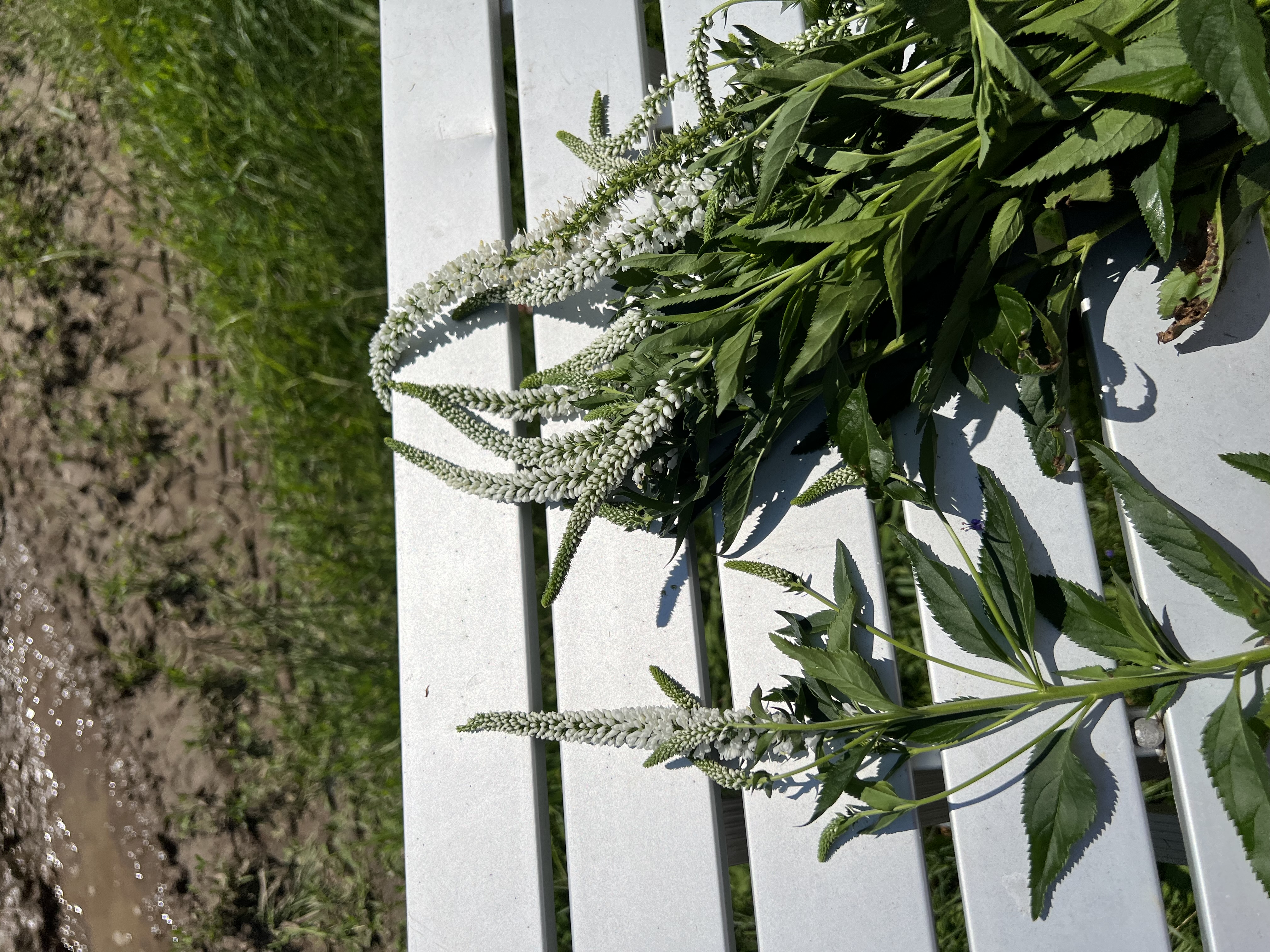 VERONICA longifolia