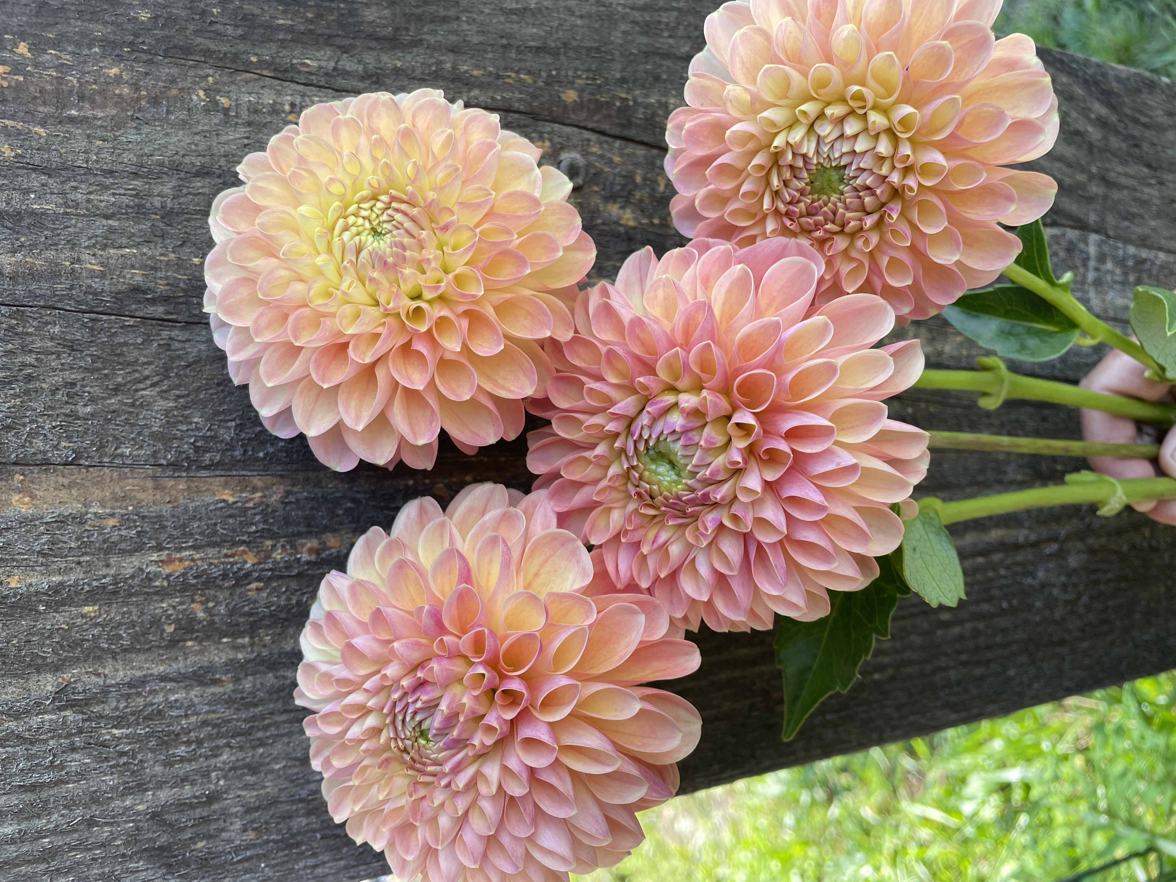 DAHLIA Jowey Nicky