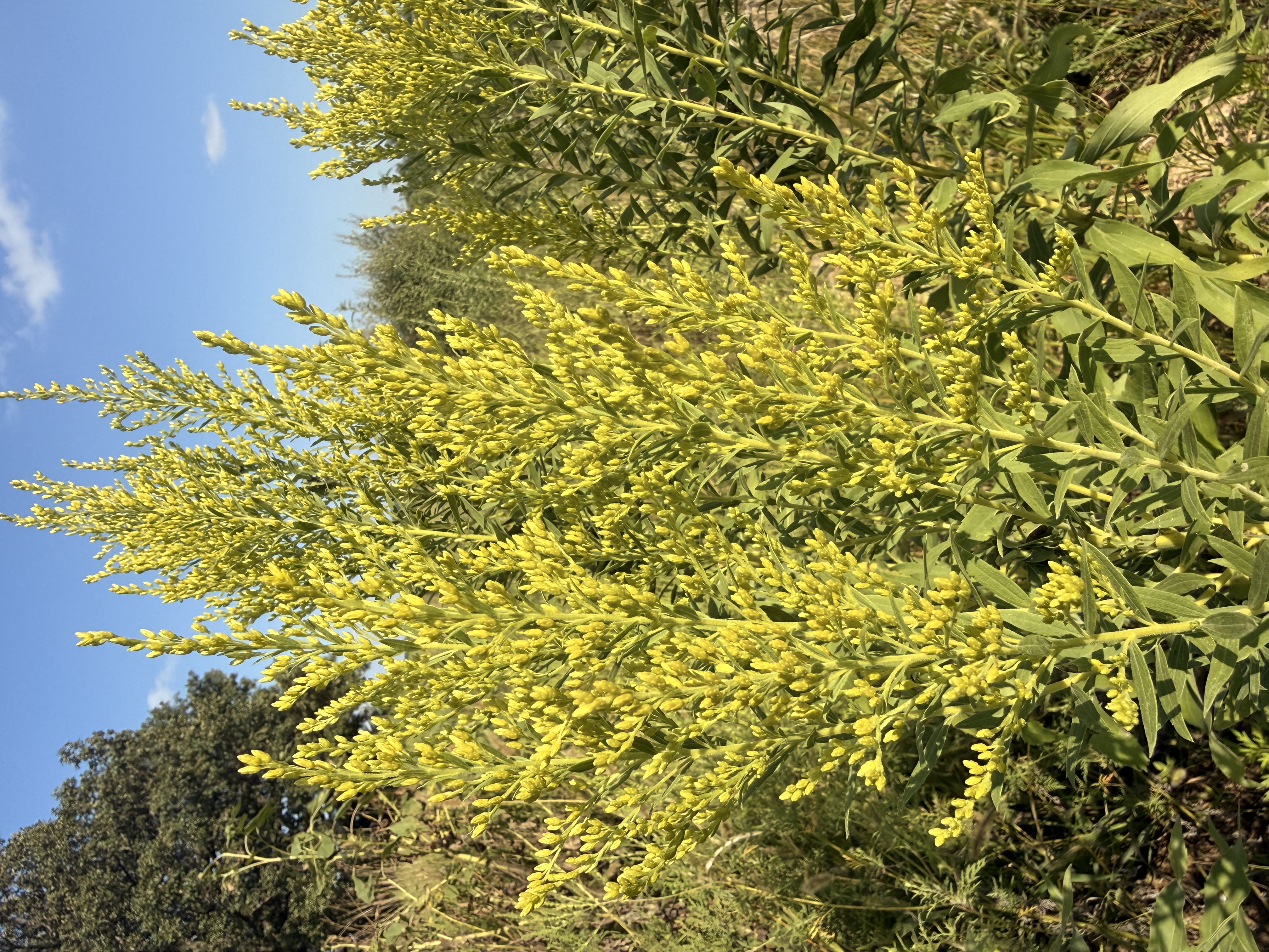 SOLIDAGO