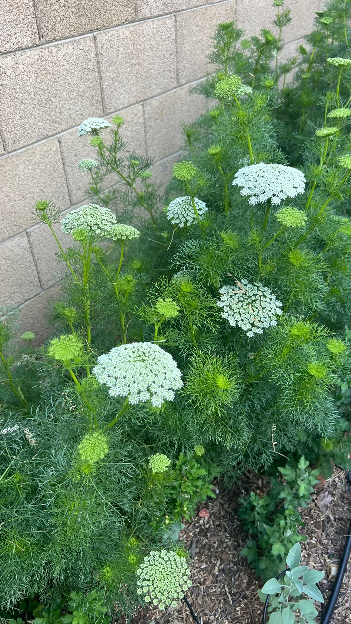 AMMI majus