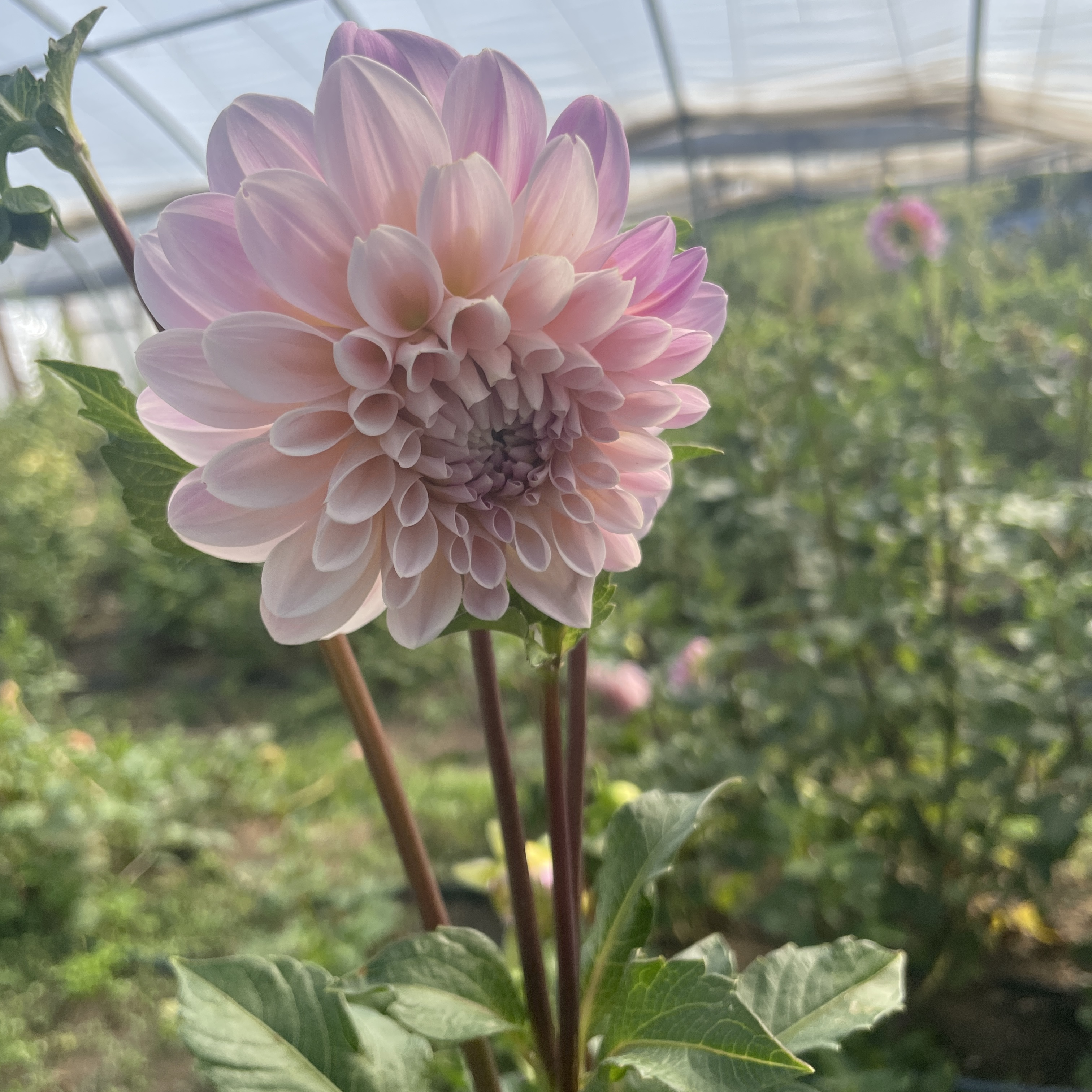 DAHLIA Sweet Nathalie