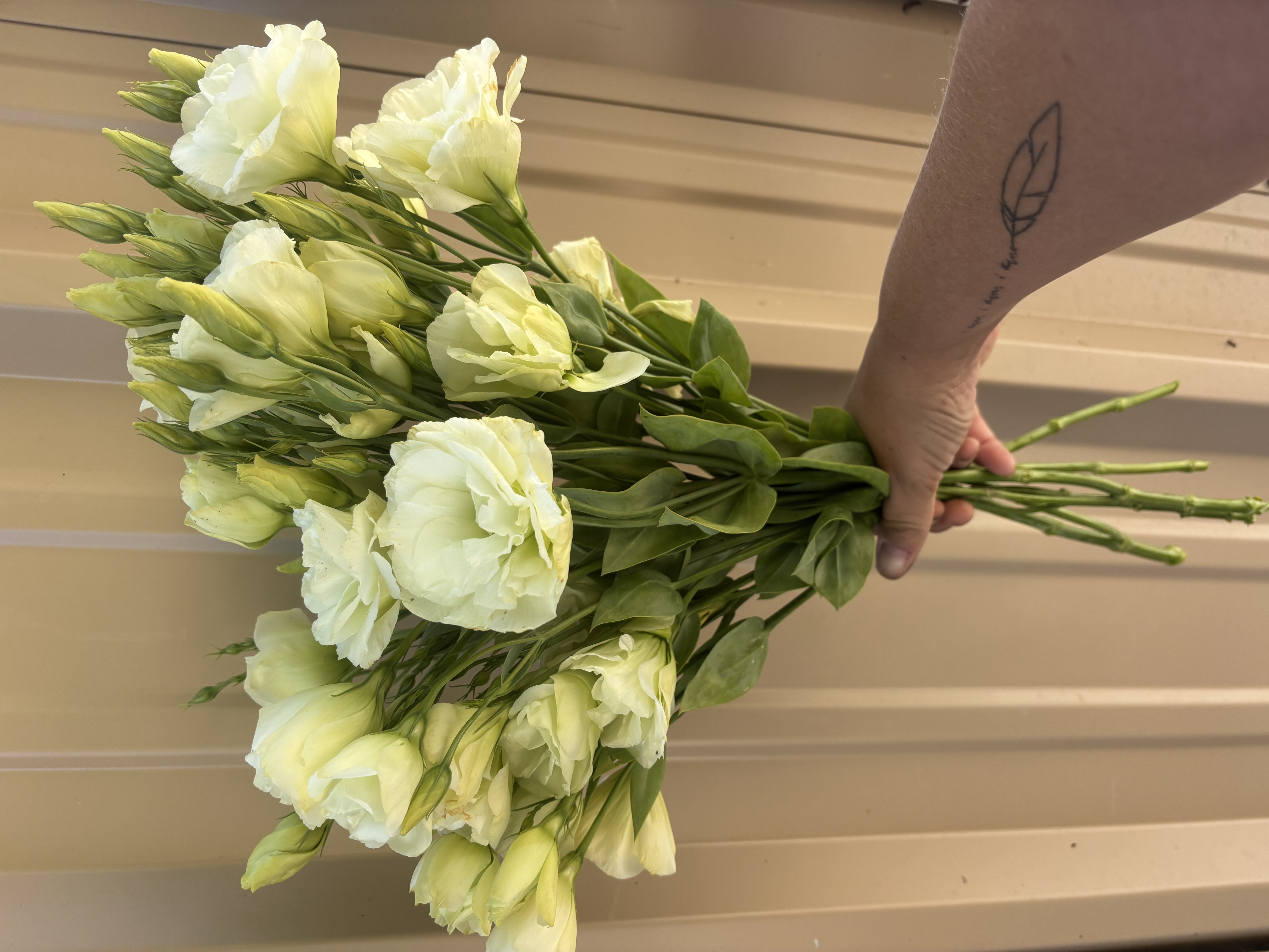 EUSTOMA grandiflorum Voyage Green