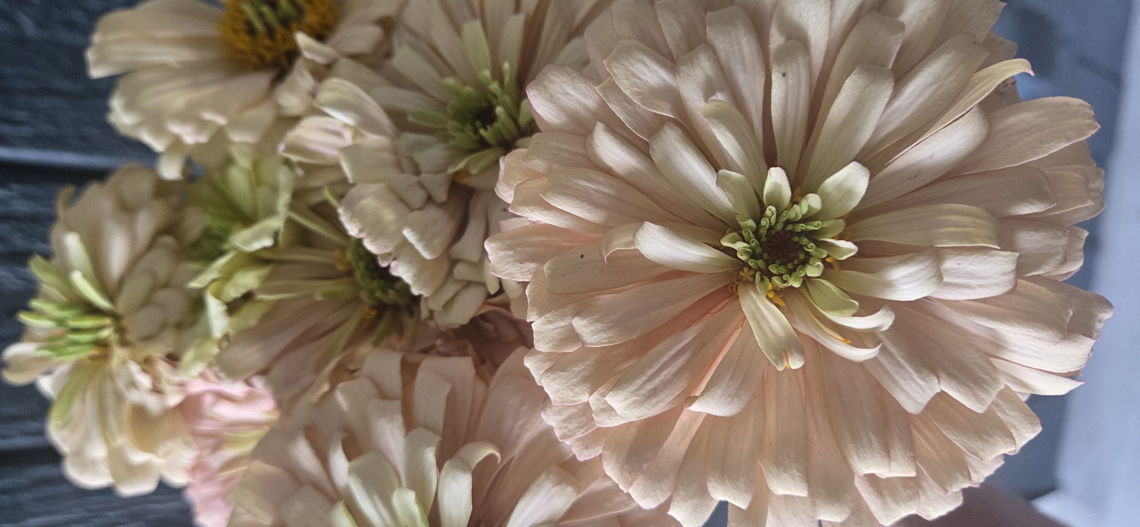 ZINNIA elegans Linen