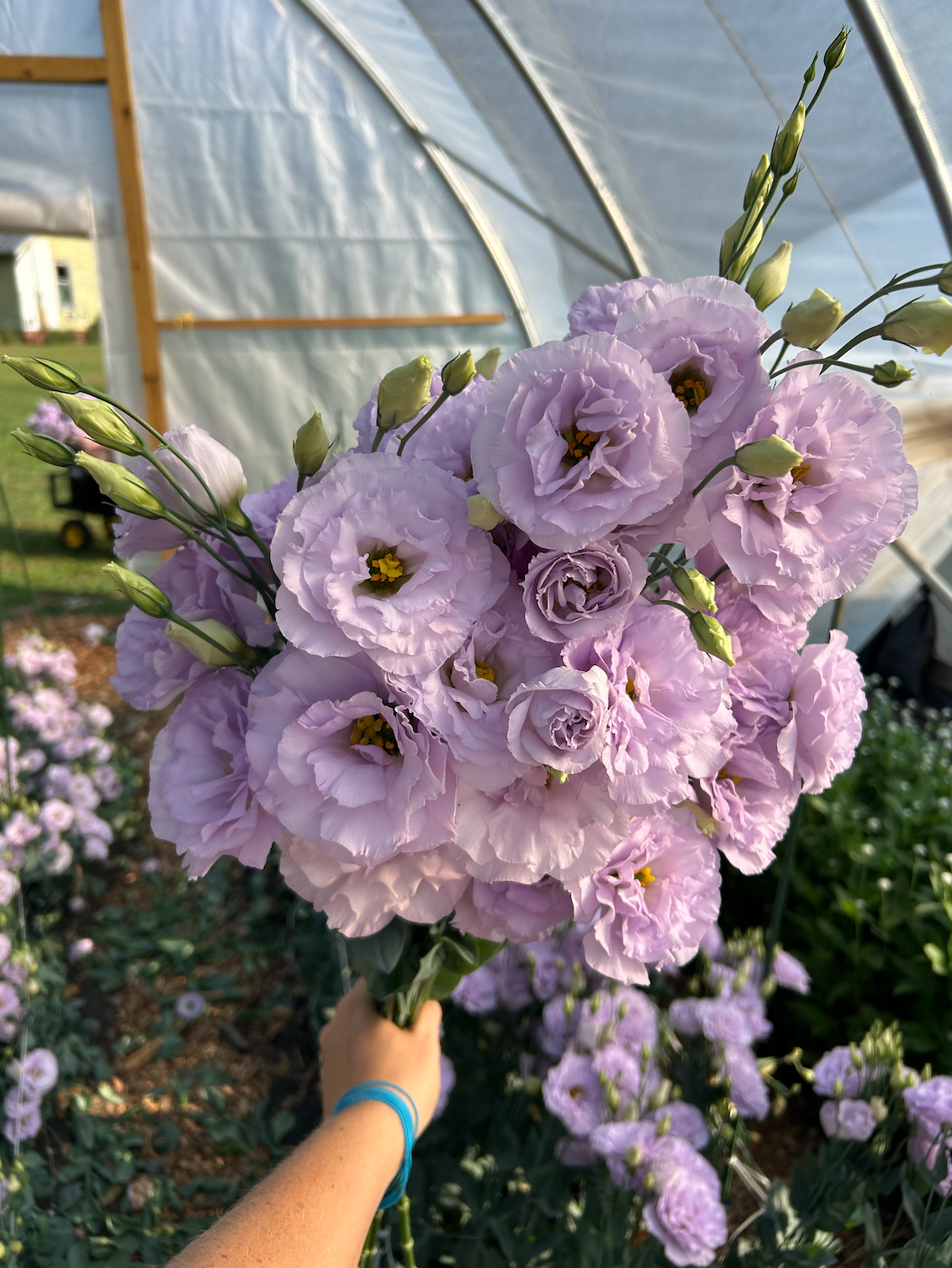 EUSTOMA grandiflorum