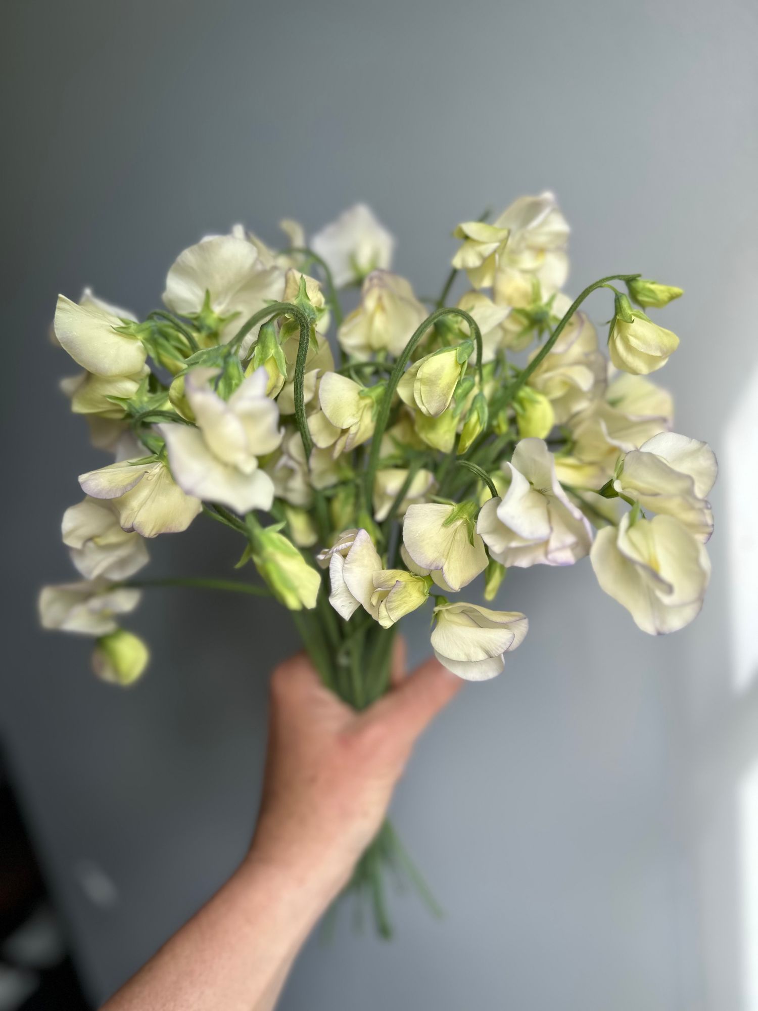 LATHYRUS odoratus