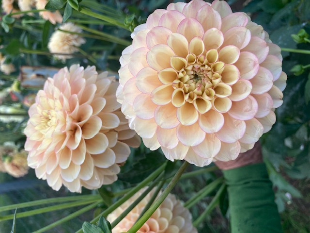 DAHLIA Ball