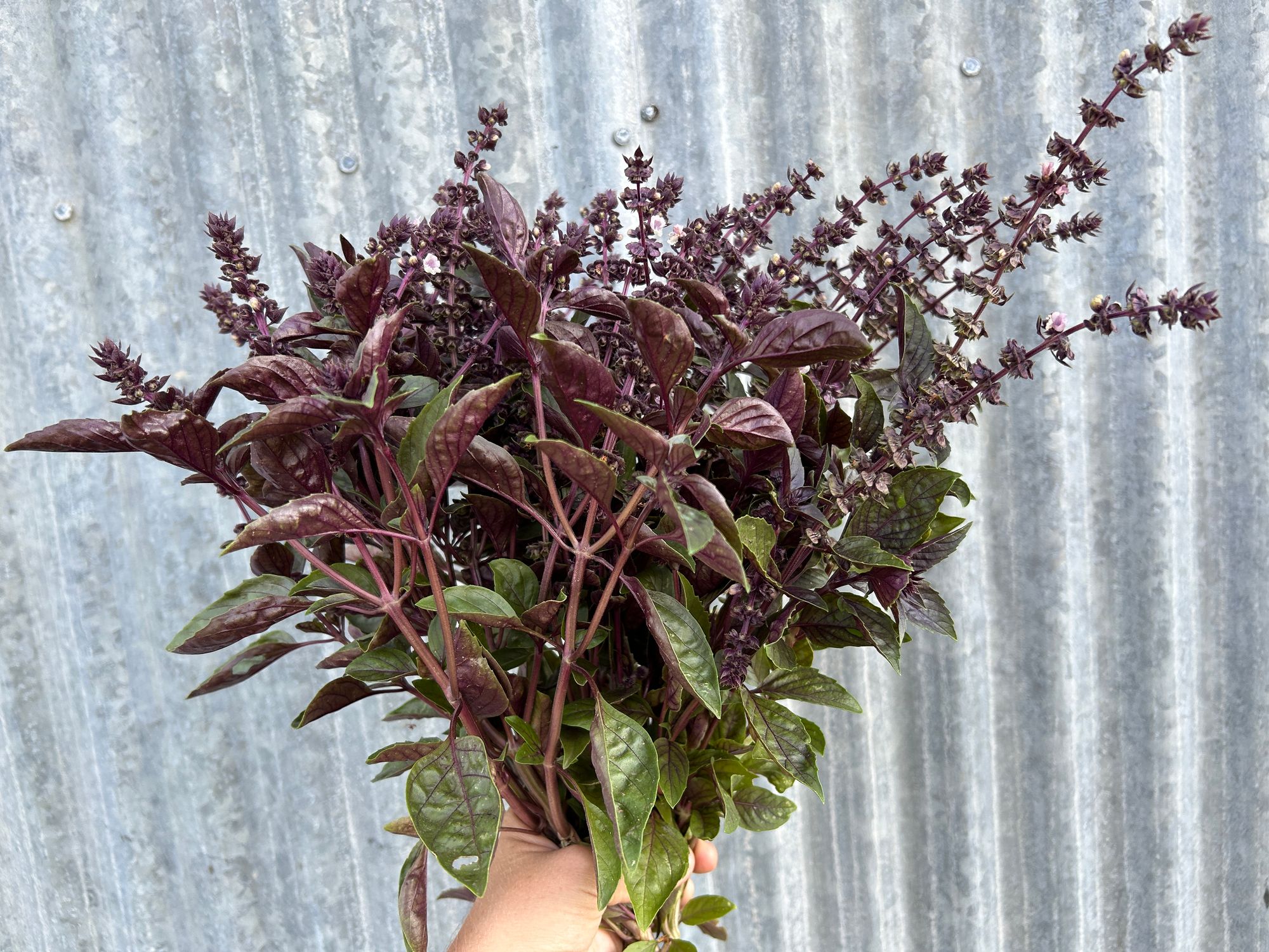 OCIMUM basilicum Dark Opal